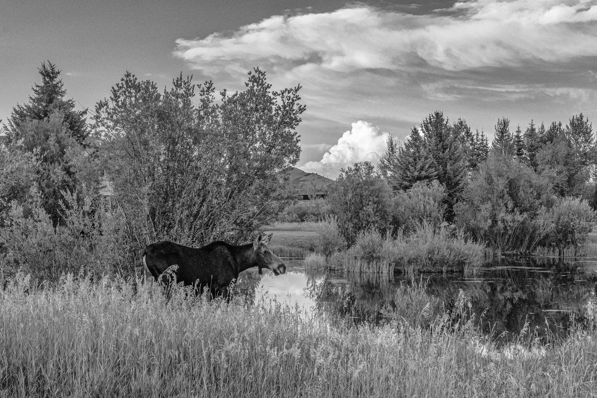 On a random evening walk in the neighborhood, Wilson, WY.
