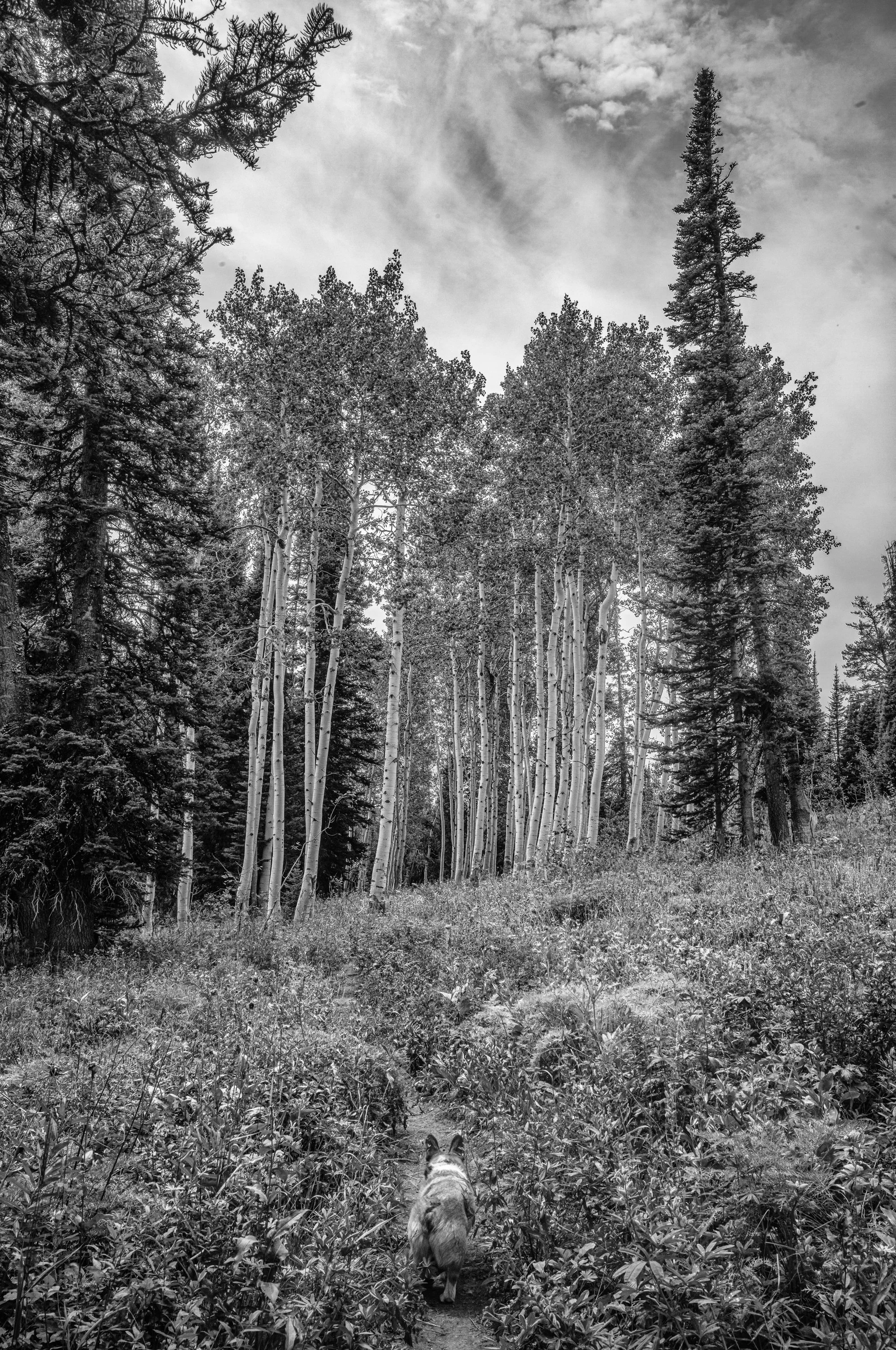 A favorite Aspen Grove, rising from the junction with the Philips Canyon trail.