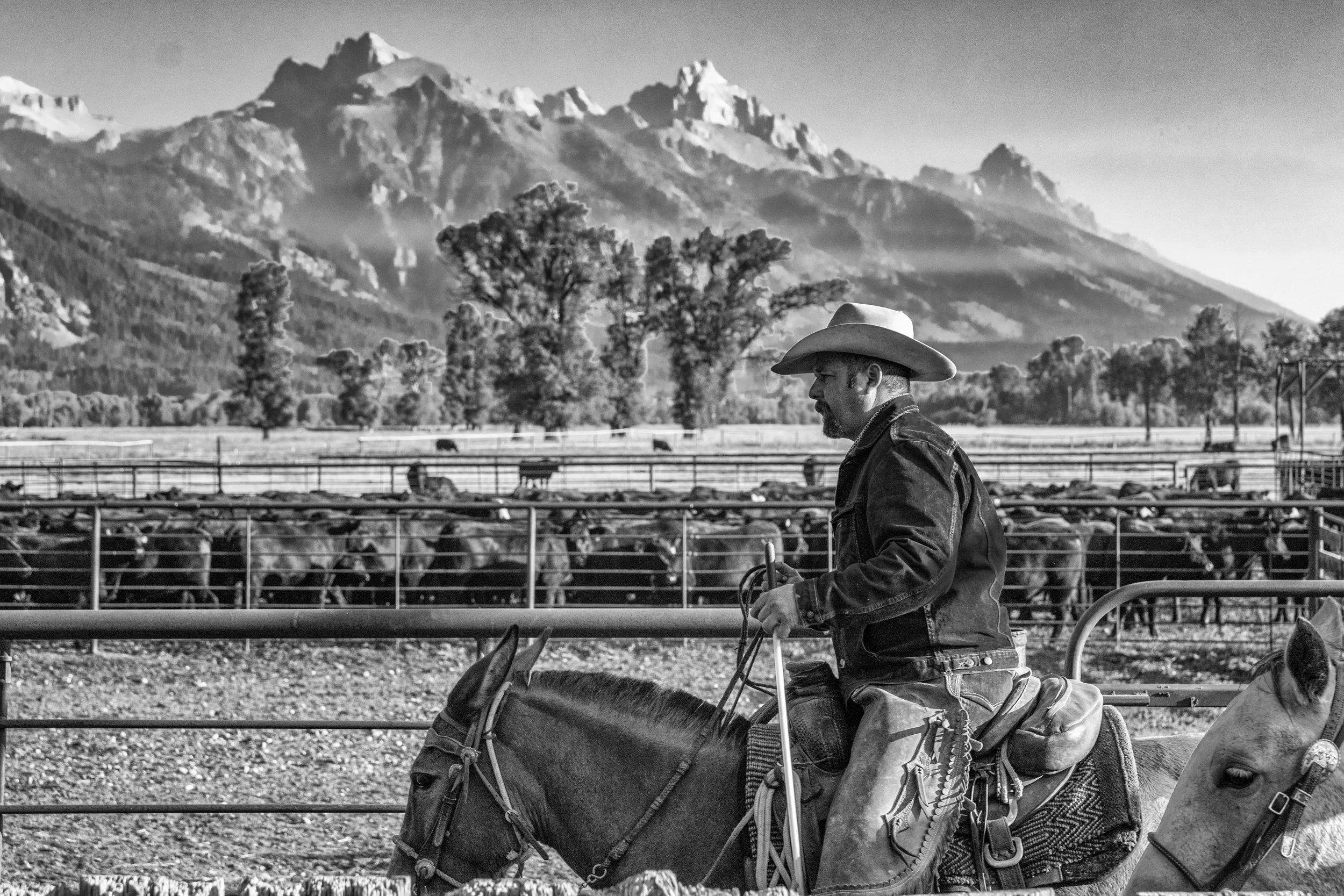 In early September, while a heatwave across the West was prolonging summer and, for the first time in a while rendering the valley skies smoky, we were invited to the Snake River Ranch to photograph the cattle getting ready for shipment to, well, st