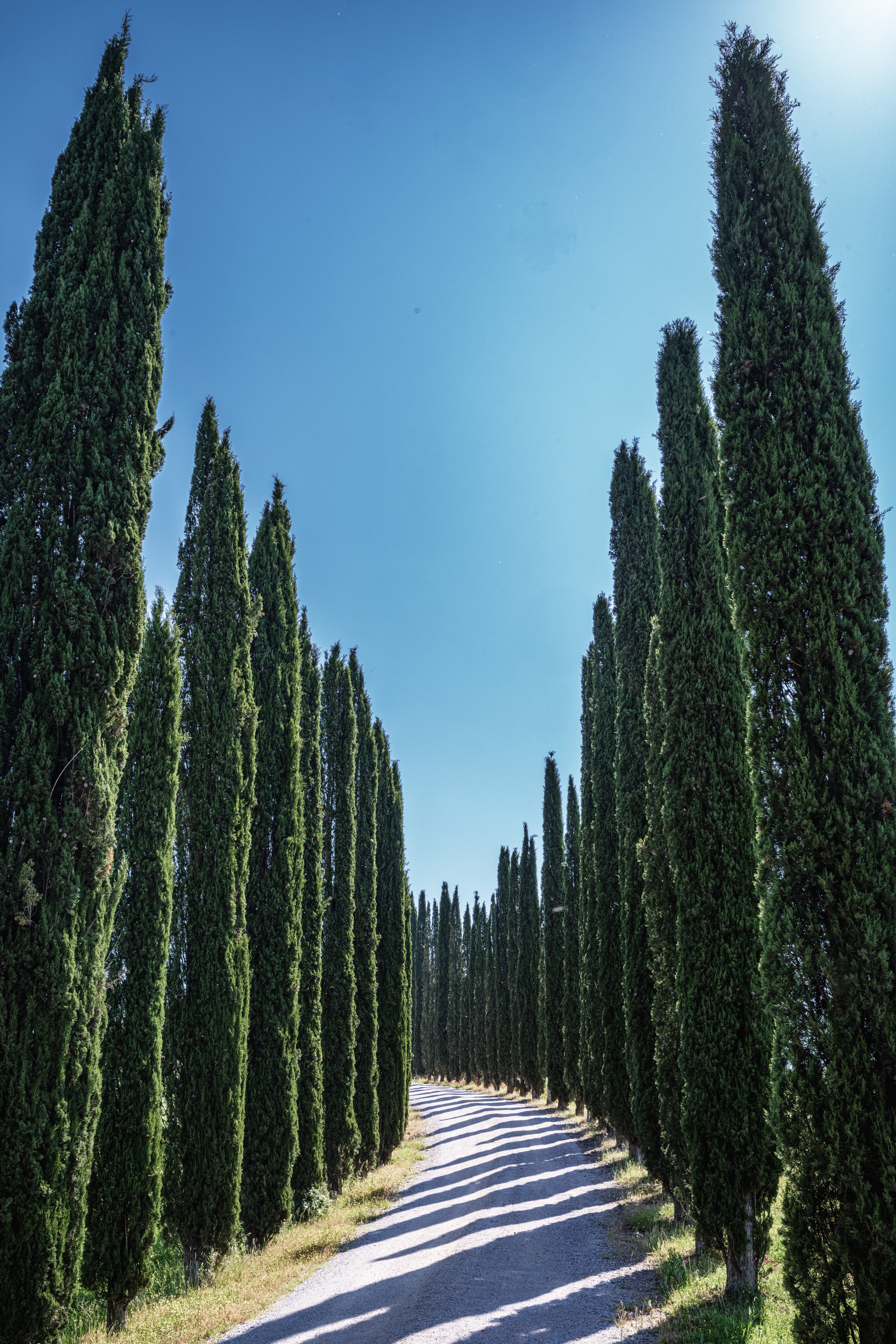 Cypress-lined driveway in Tuscany.