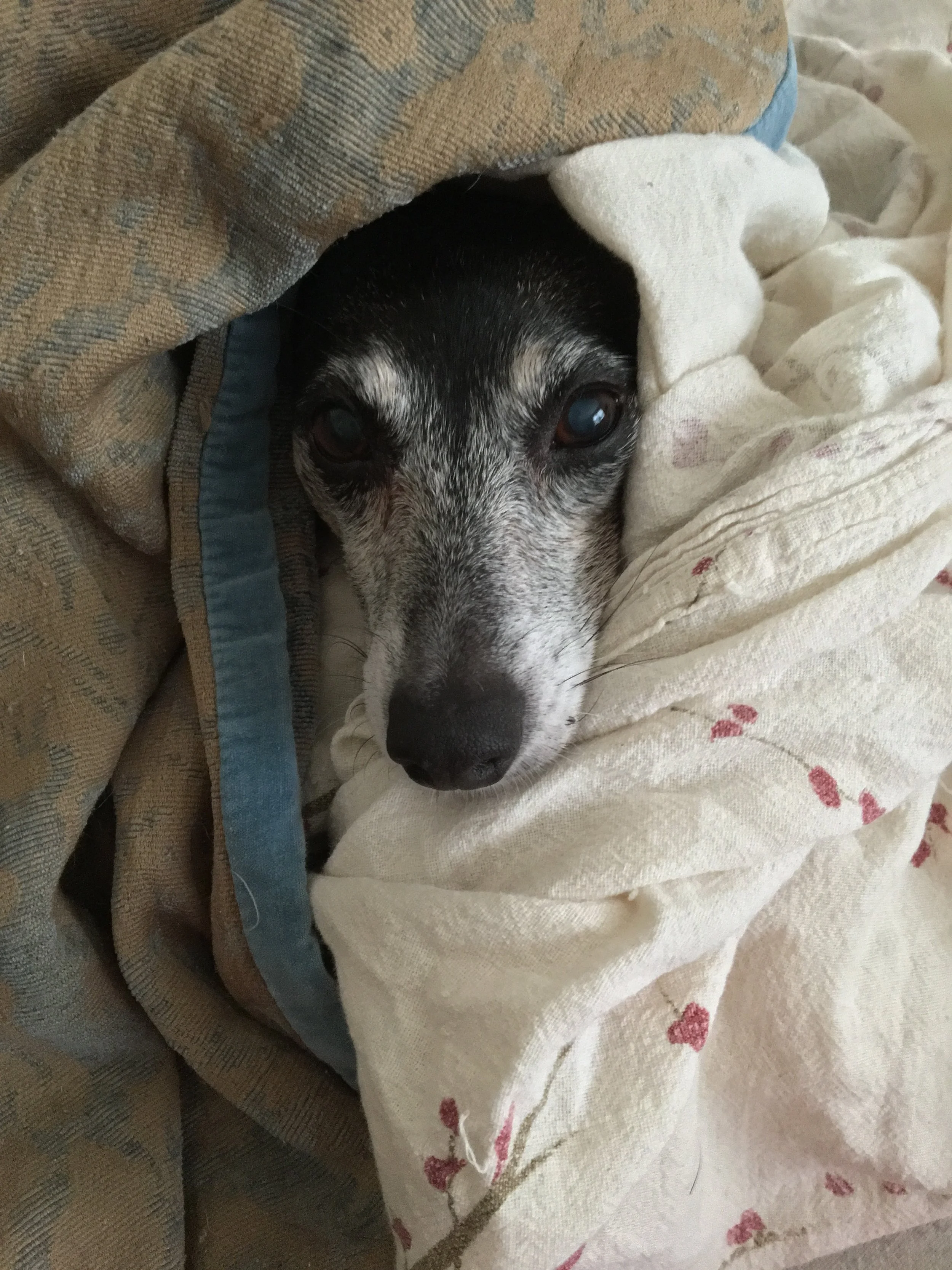 Goldie the Rat Terrier. This is her "Grey Gardens" impression.