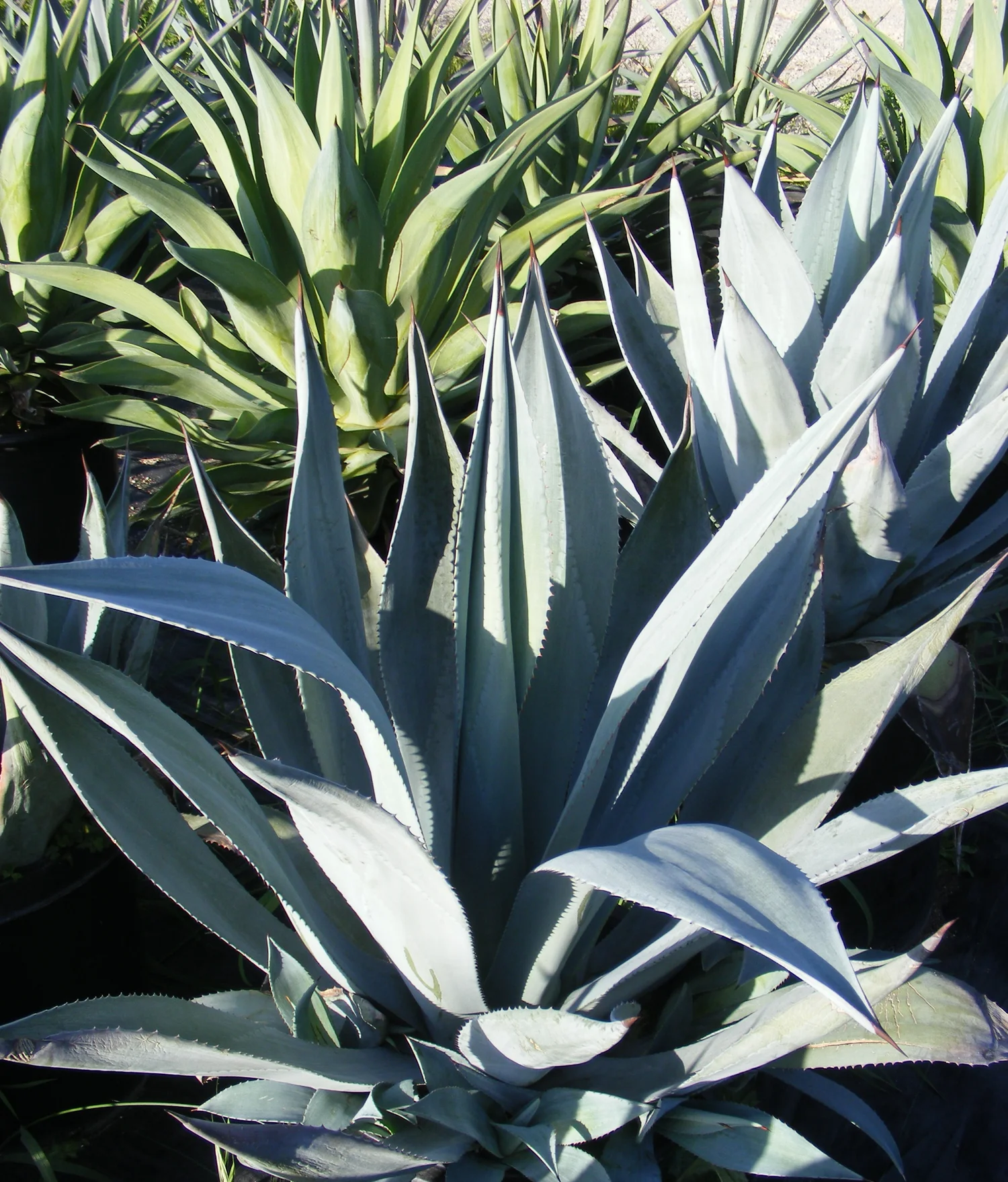 Buy Agave Plants  Drylands Farming Company