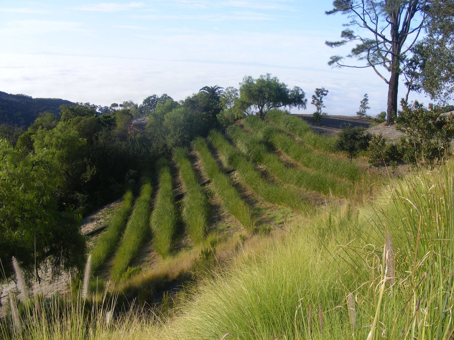 Vetiver Grass  Drylands Farming Company