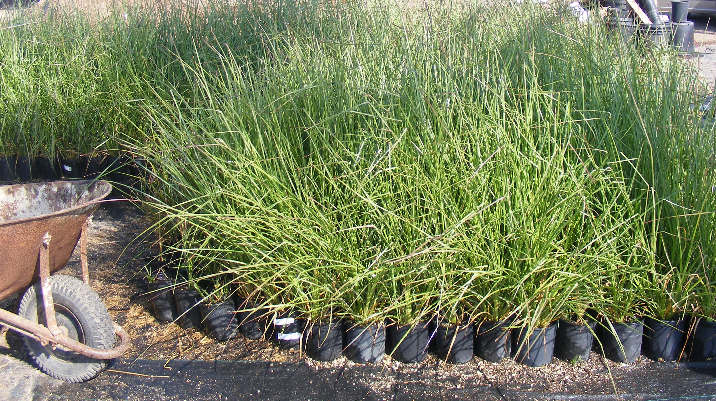 Vetiver Grass — Drylands Farming Company