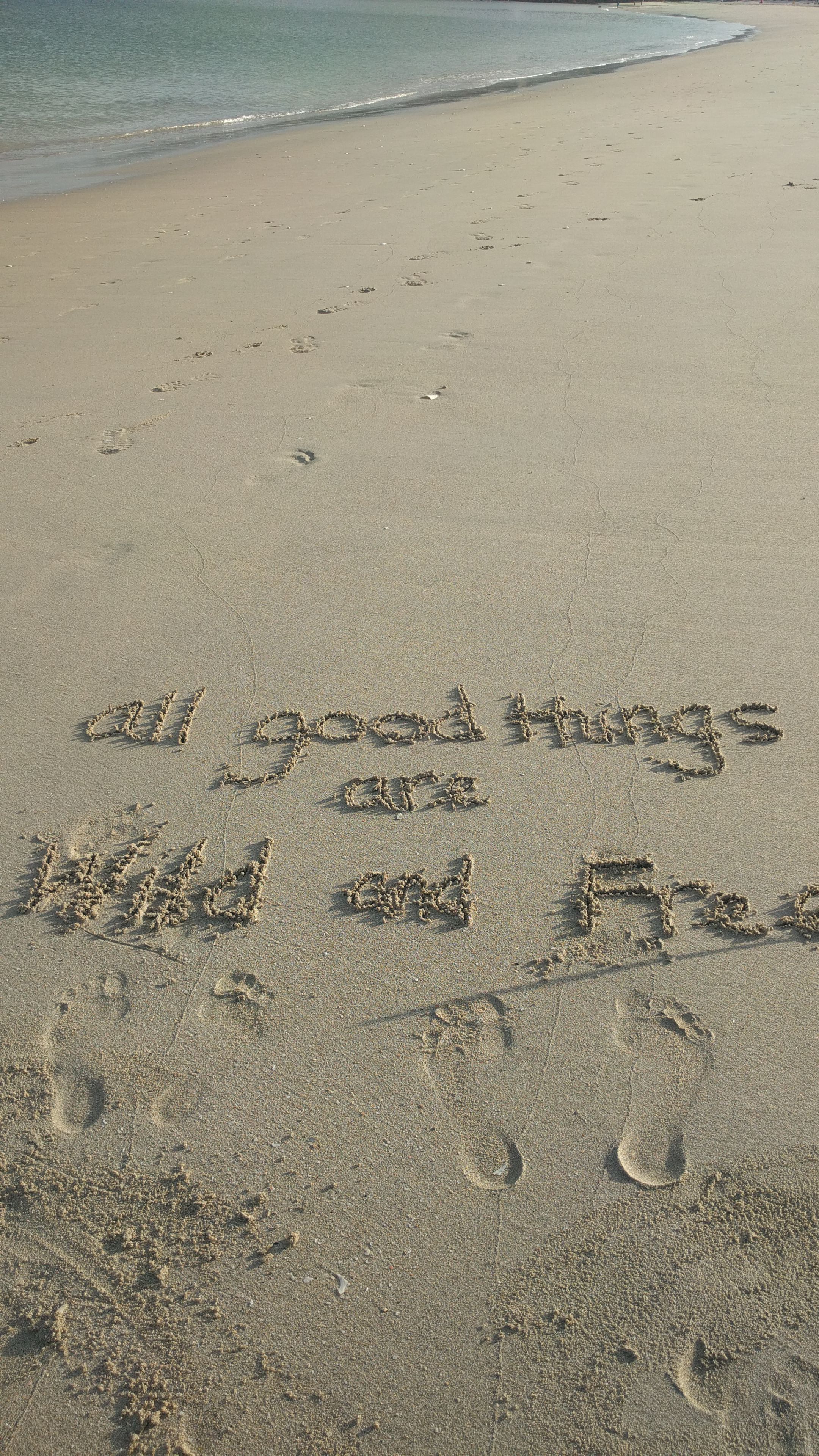 Camino wild and free.jpeg