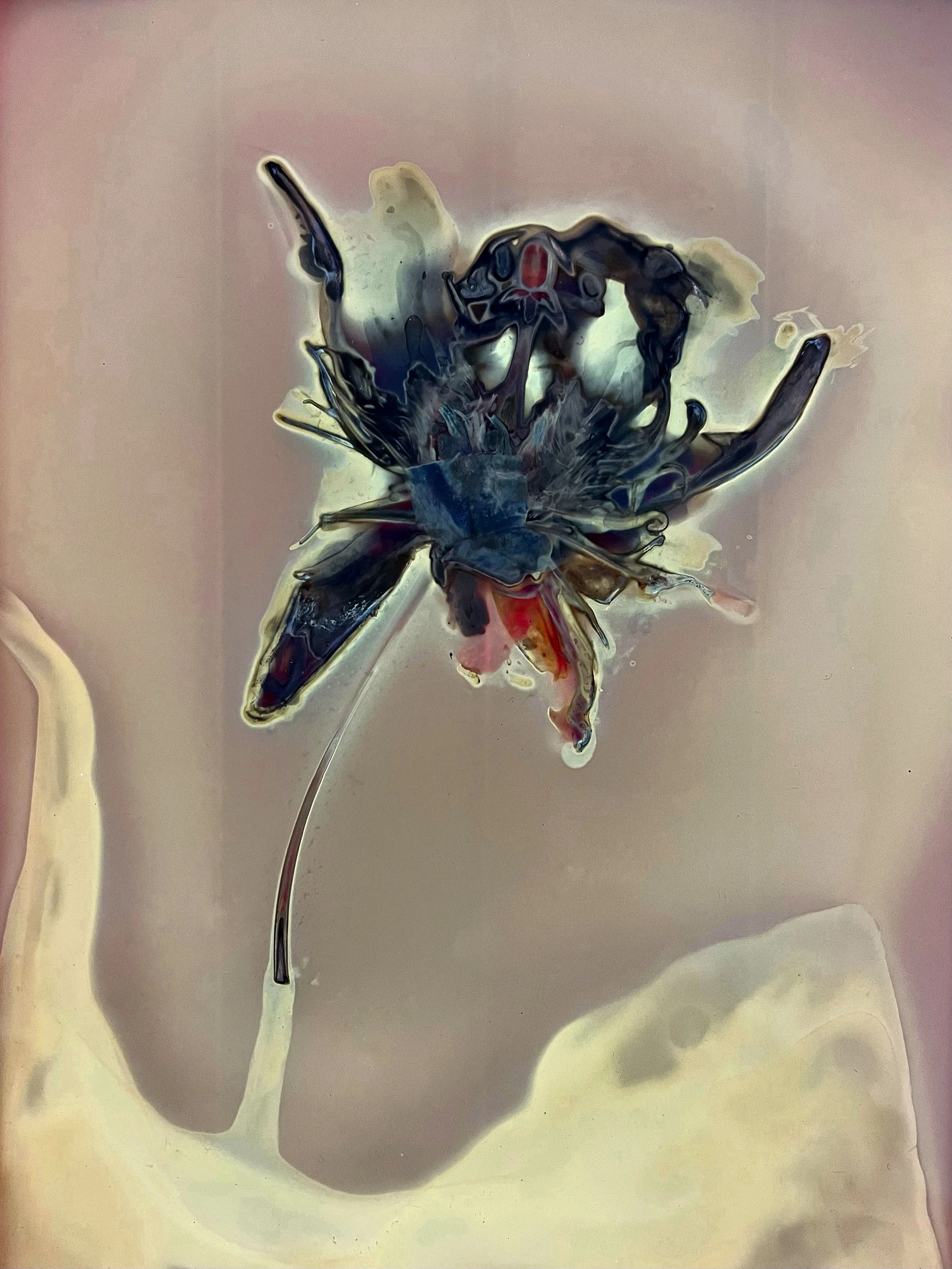 passionflower_phytogram_062022 copy 2.jpg