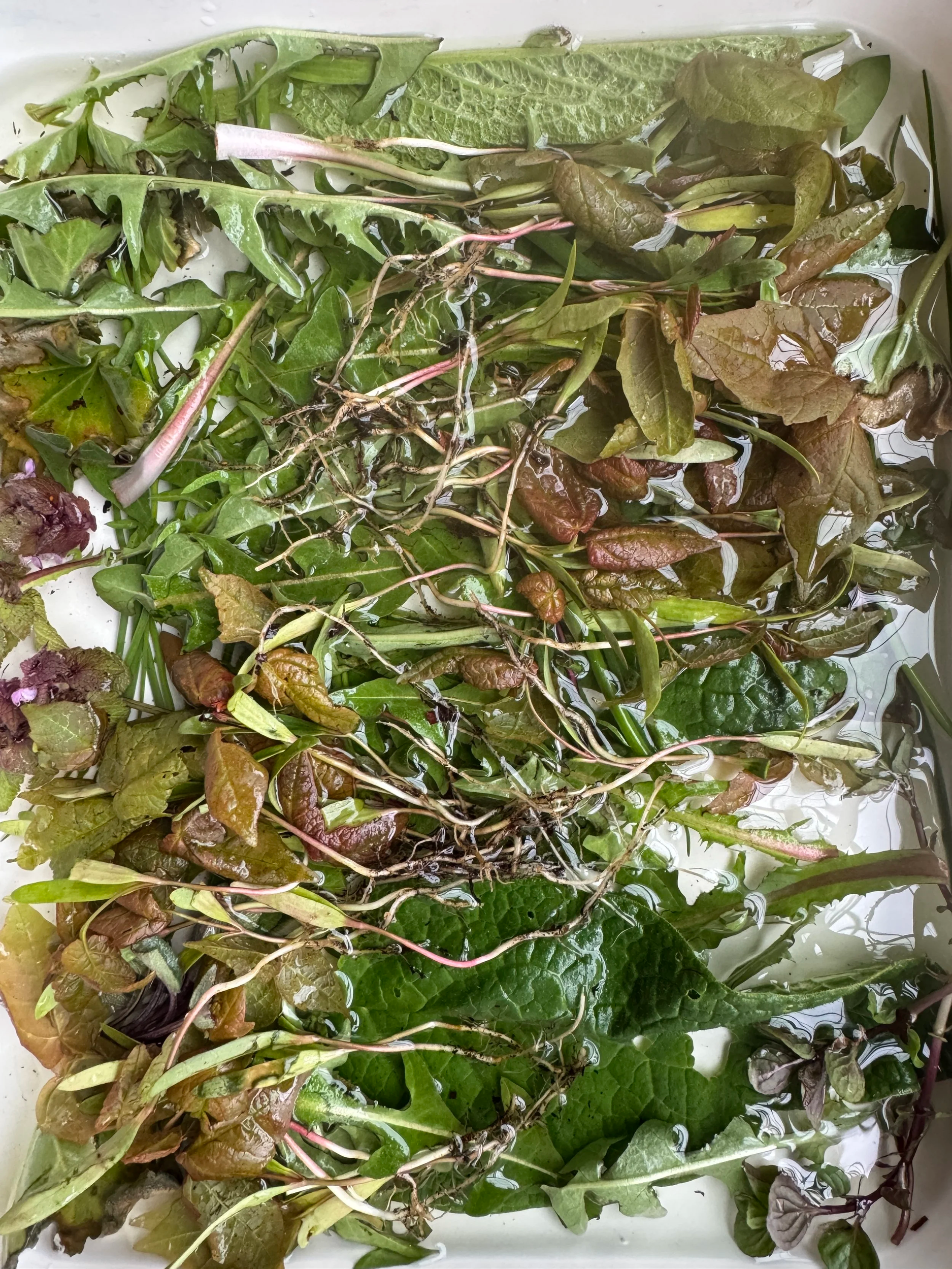HOMEMADE_DEV_MAPLE_SEEDLINGS.png