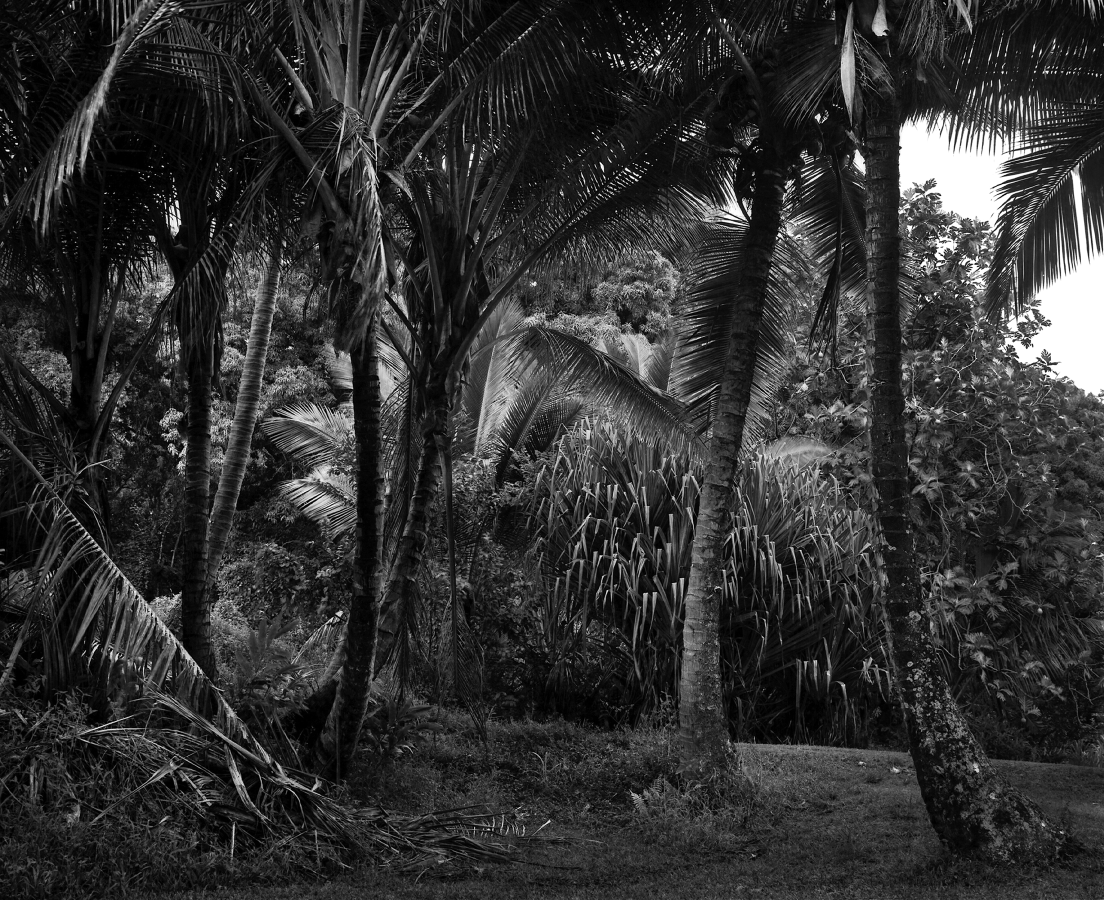 Image © Jon Goodman. The picnic table , Kapahu Living Farm, Kipahulu. Photogravure.