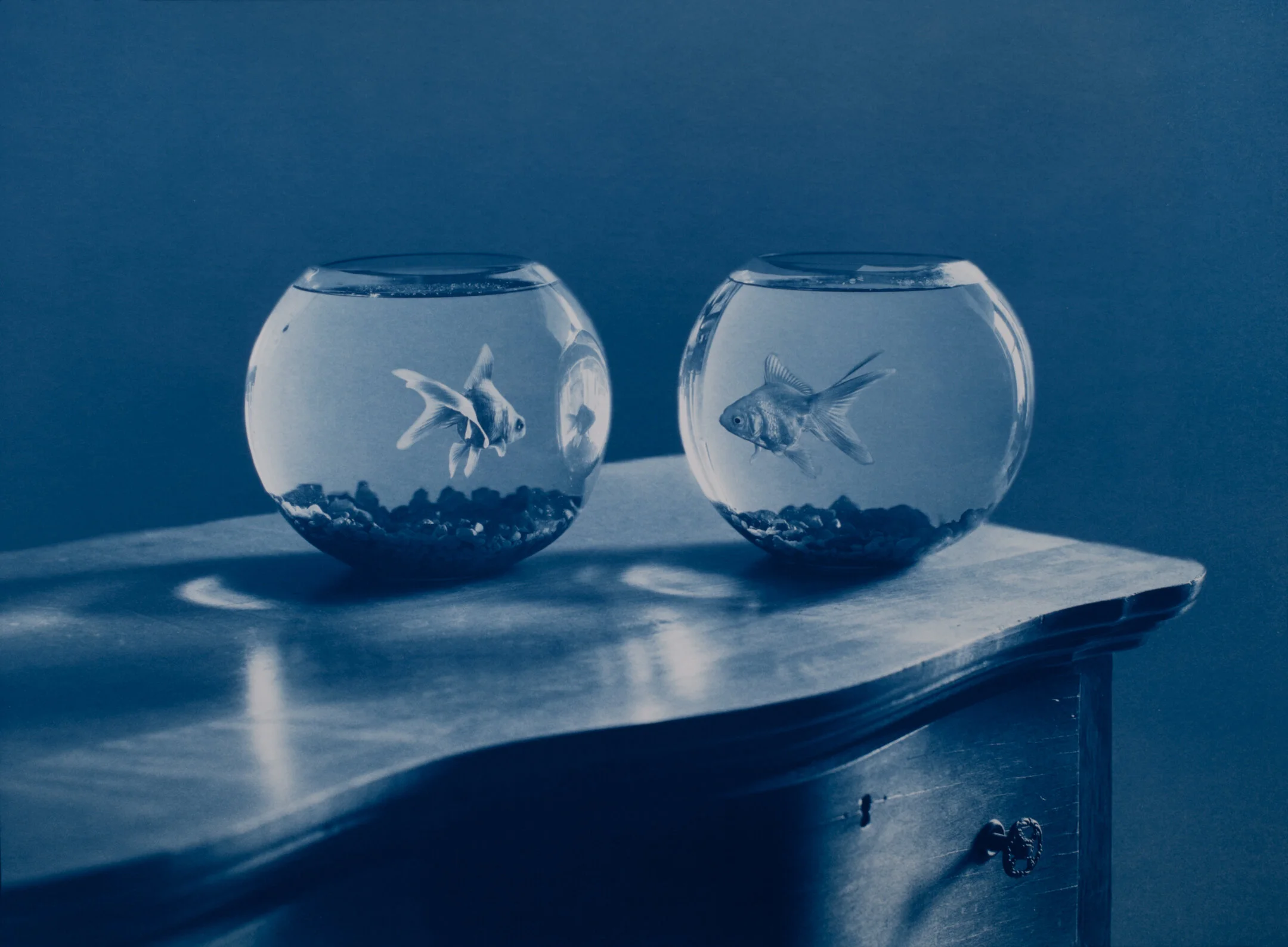 noah doely goldfish.jpg