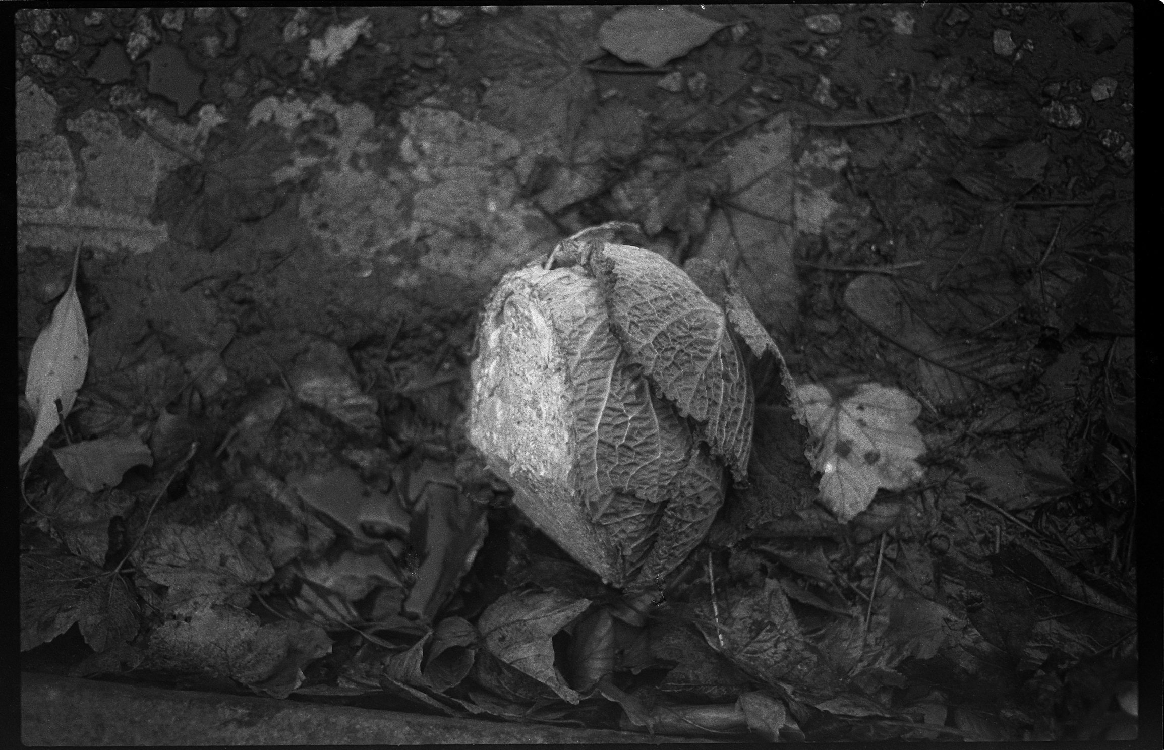 blackfordhill_pentax037 cafenol.jpg