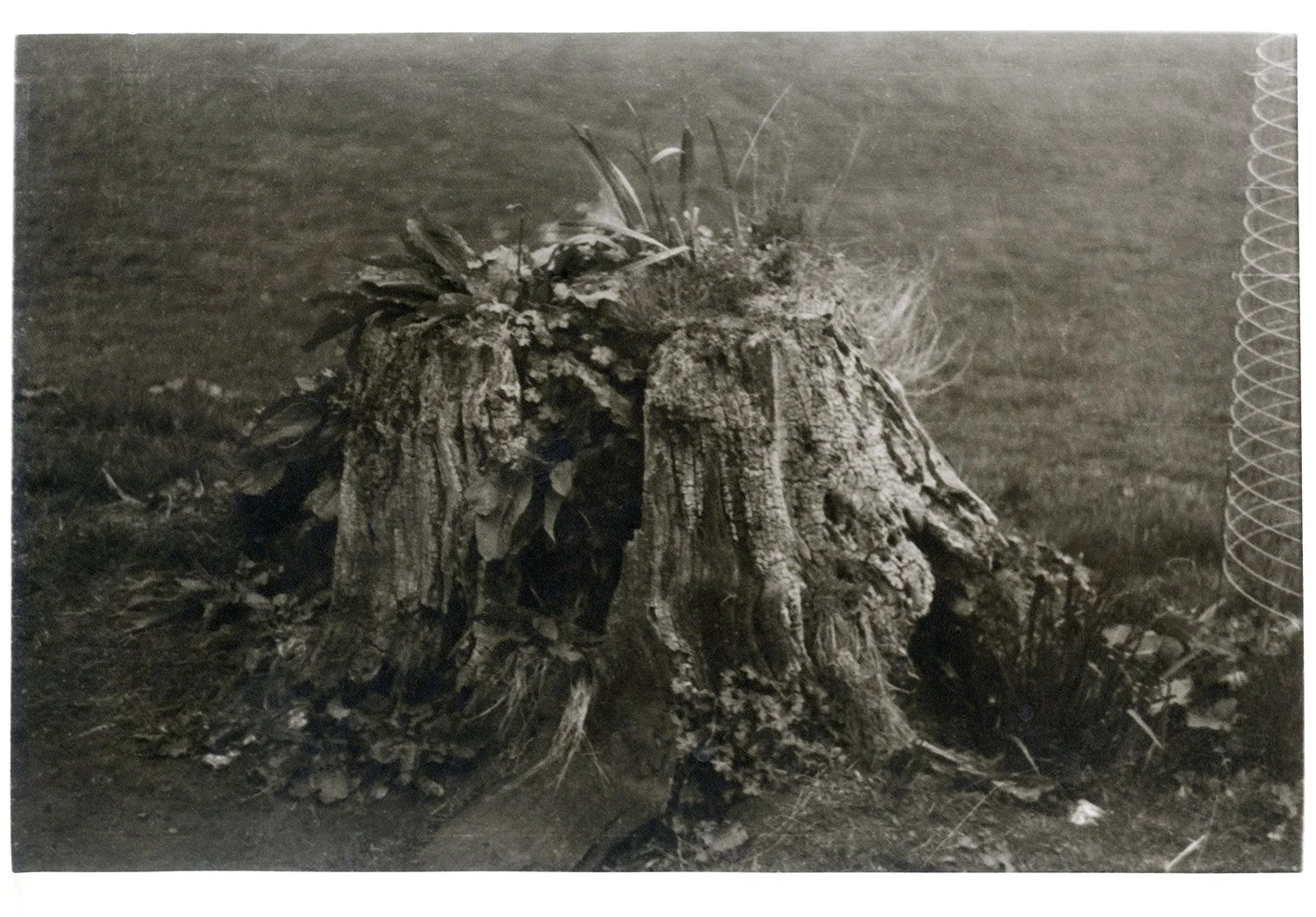 Treestrump-caffenol arista enlarged foma caffenol .jpg