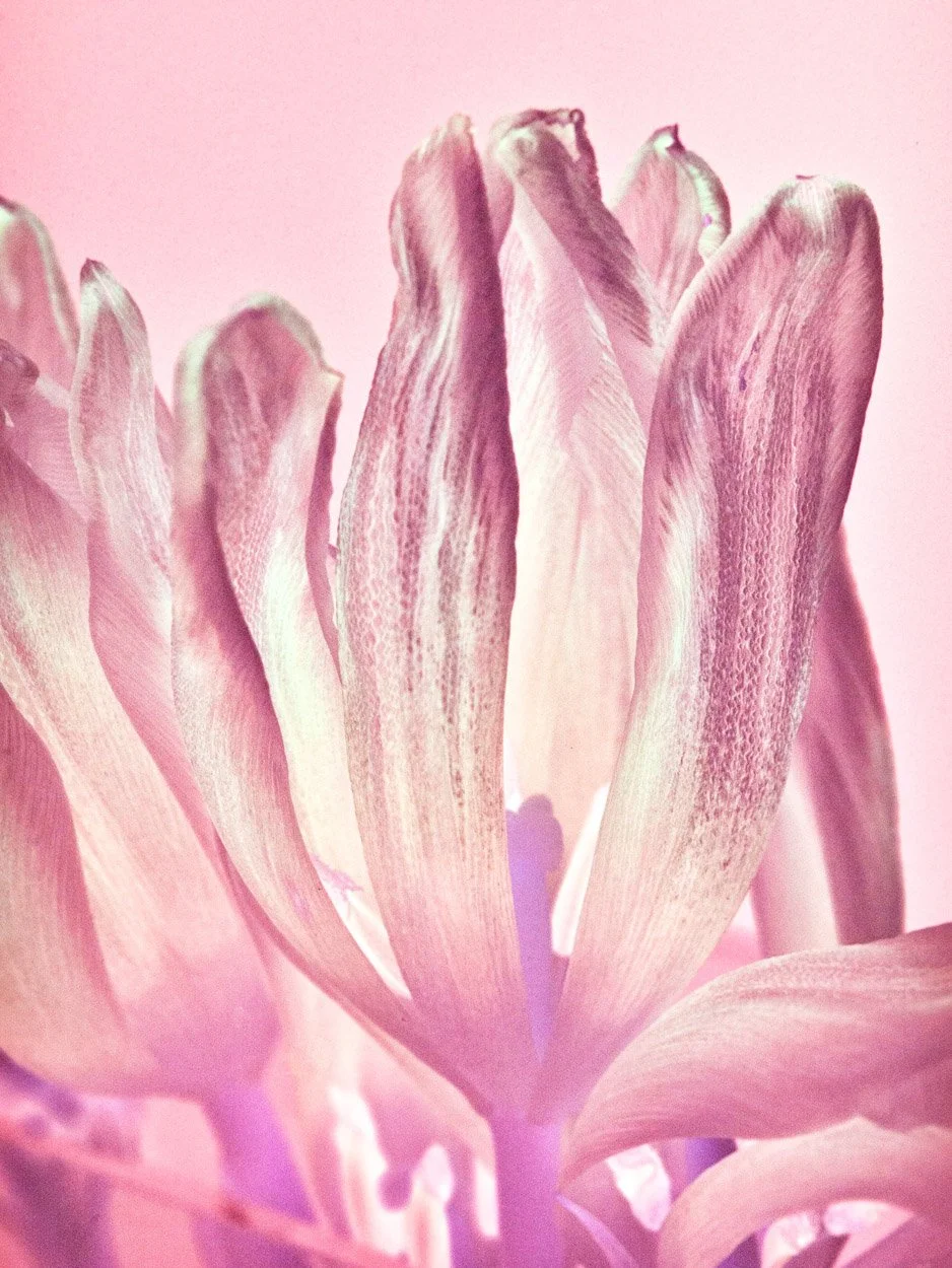 Yogan Muller_Photography and Ecology_02.jpg