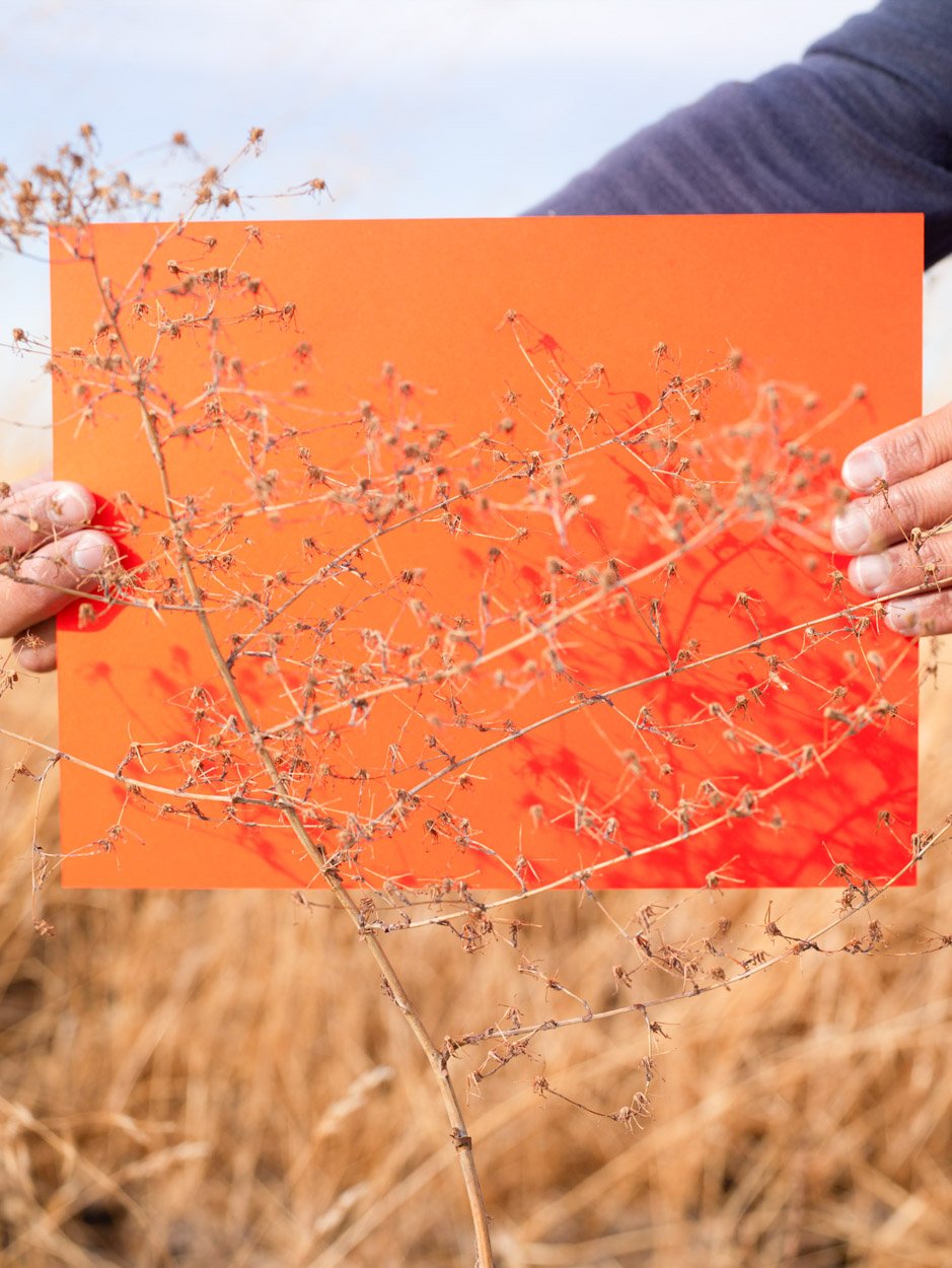 Yogan Muller_Photography and Ecology_05.jpg