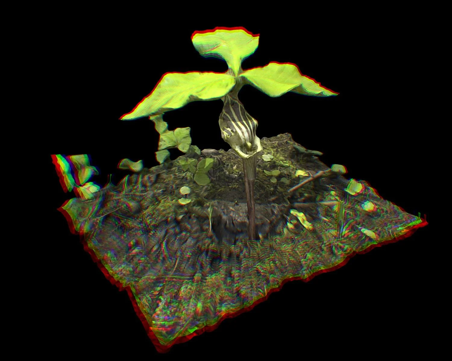 17 - Canalway Cryptoflora -Jack in the Pulpit- Arisaema triphyllum-Thousand Acre Swamp - 2ba69e25-6a18-434b-9fb4-075e65fceab7.jpg
