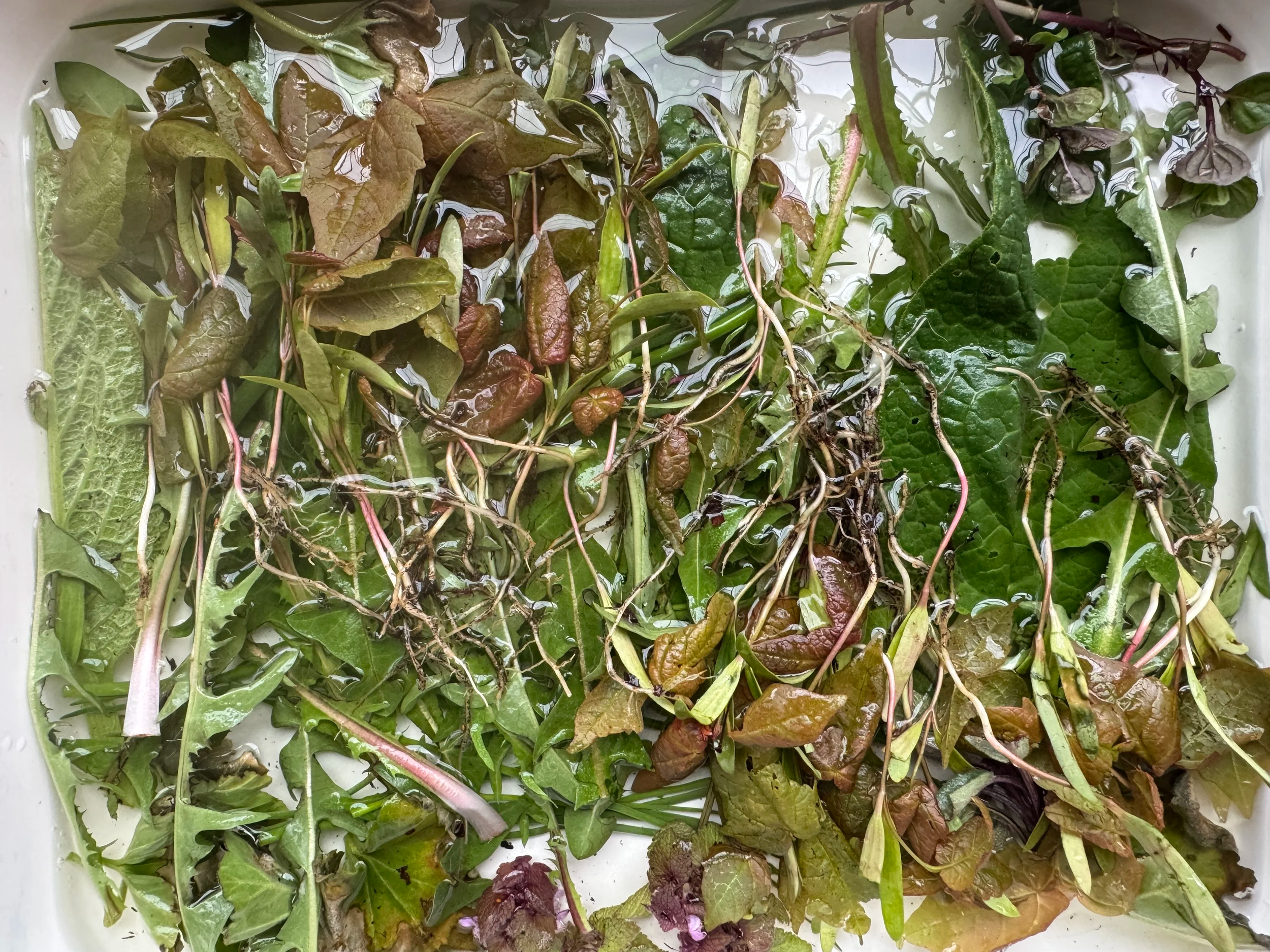 HOMEMADE_DEV_MAPLE_SEEDLINGS.png