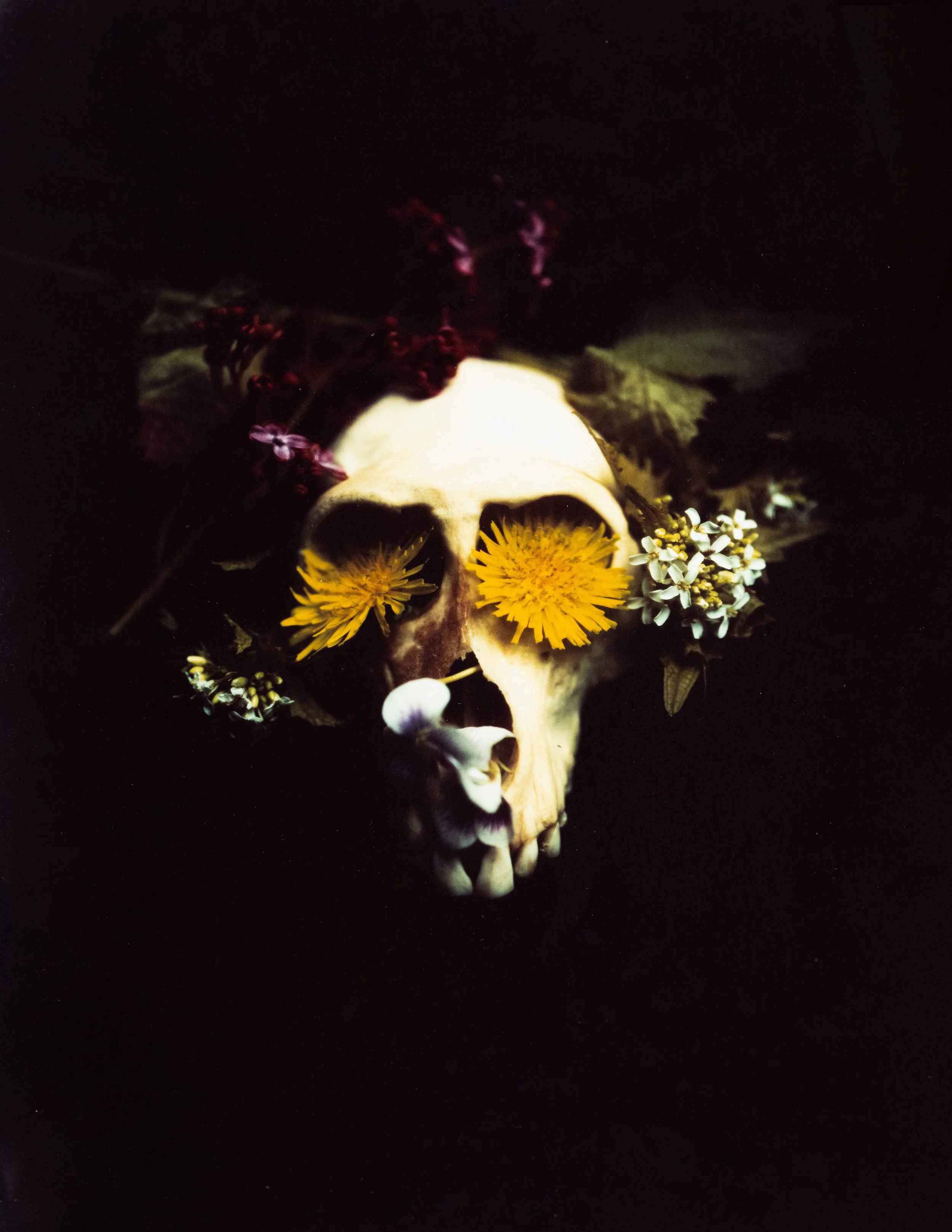 Paper Positives: In-Camera Color with Morgan Post: August 22
