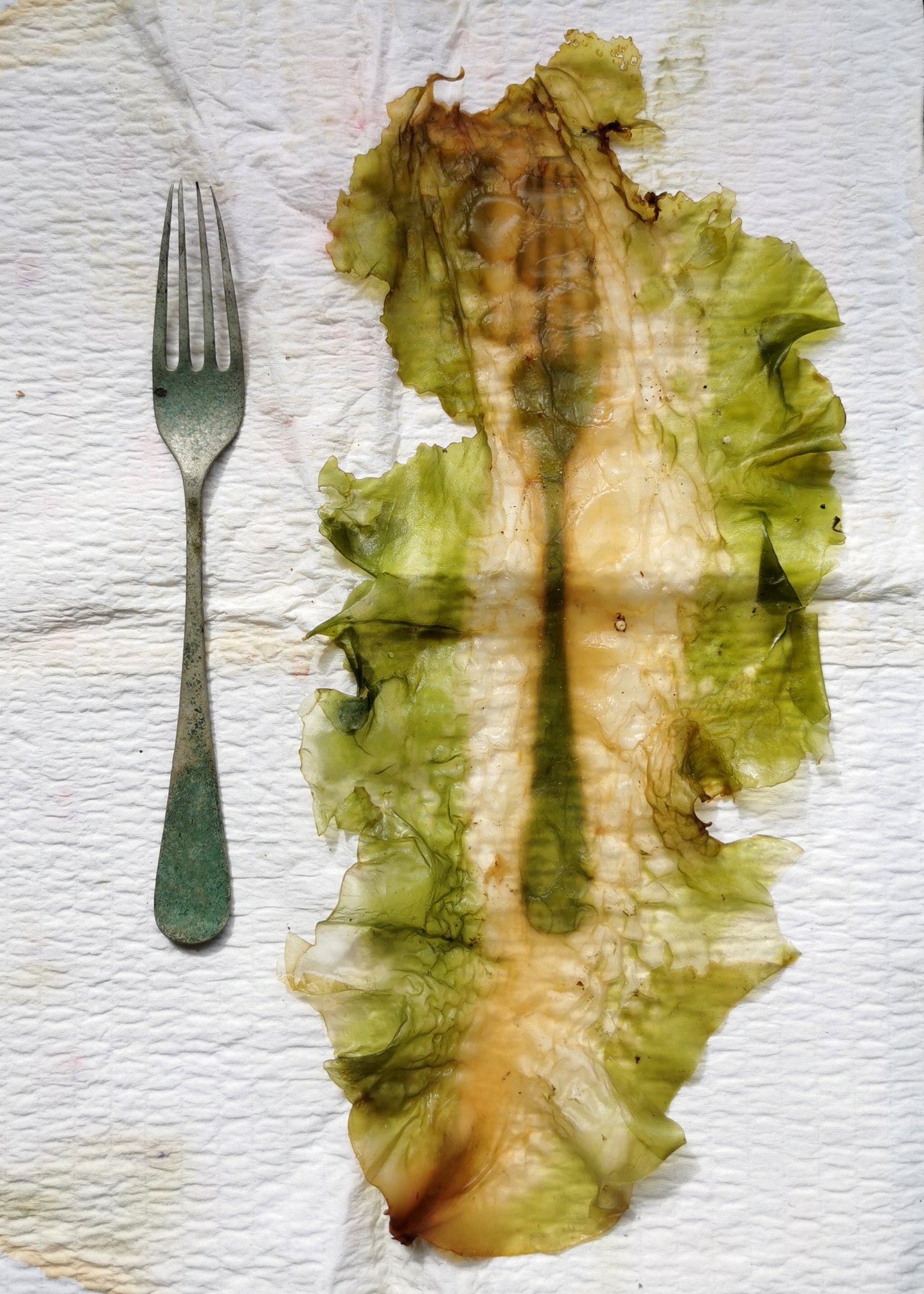 Sea Worn Fork Kelp Chlorophyll Print.jpg