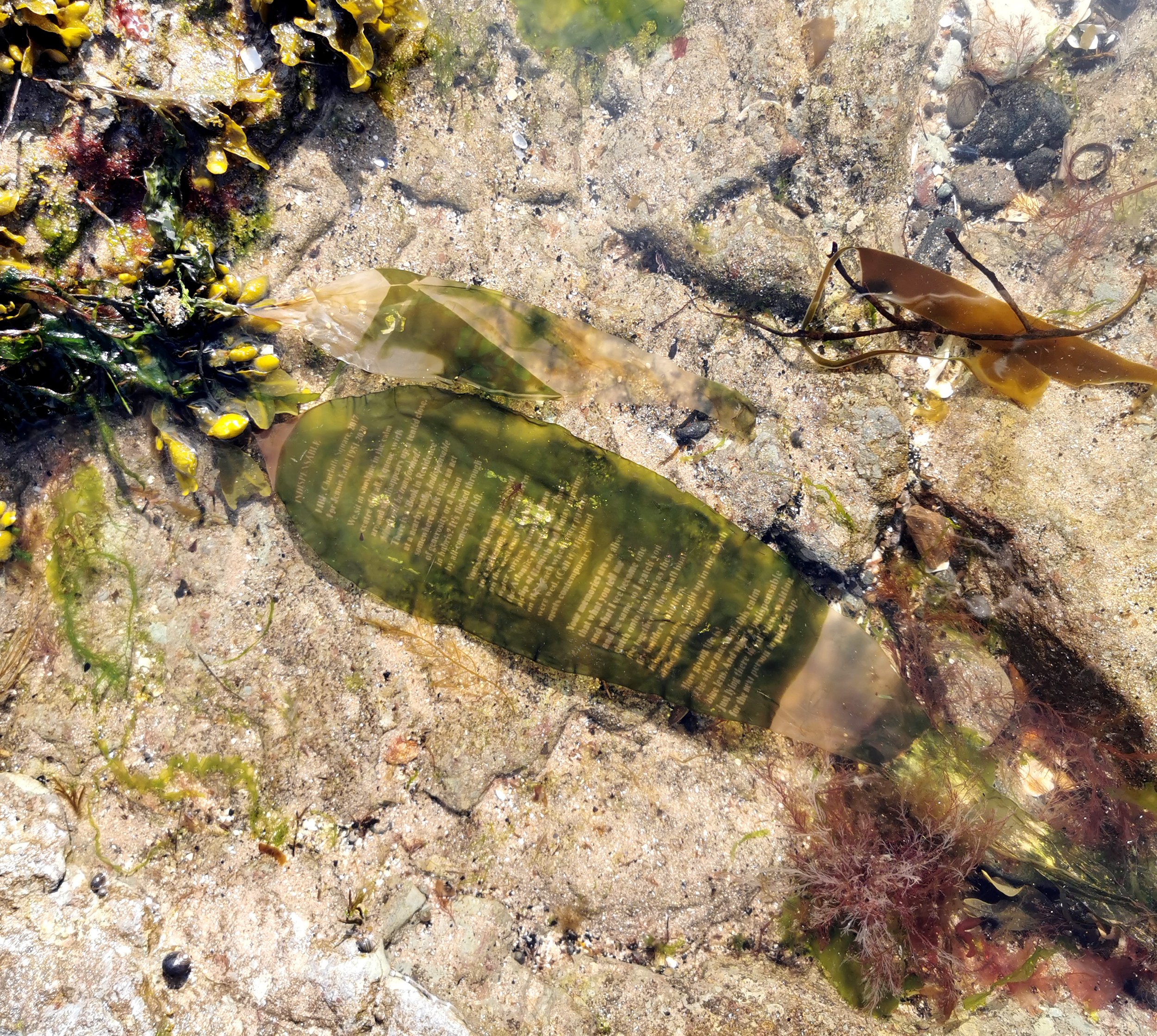 2_Indispensable_seaweed in rockpool.jpg