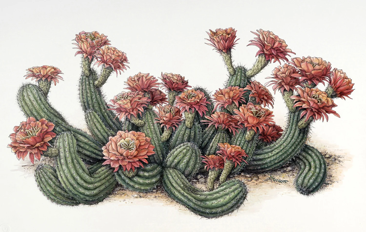 Echinopsis-sp.jpg