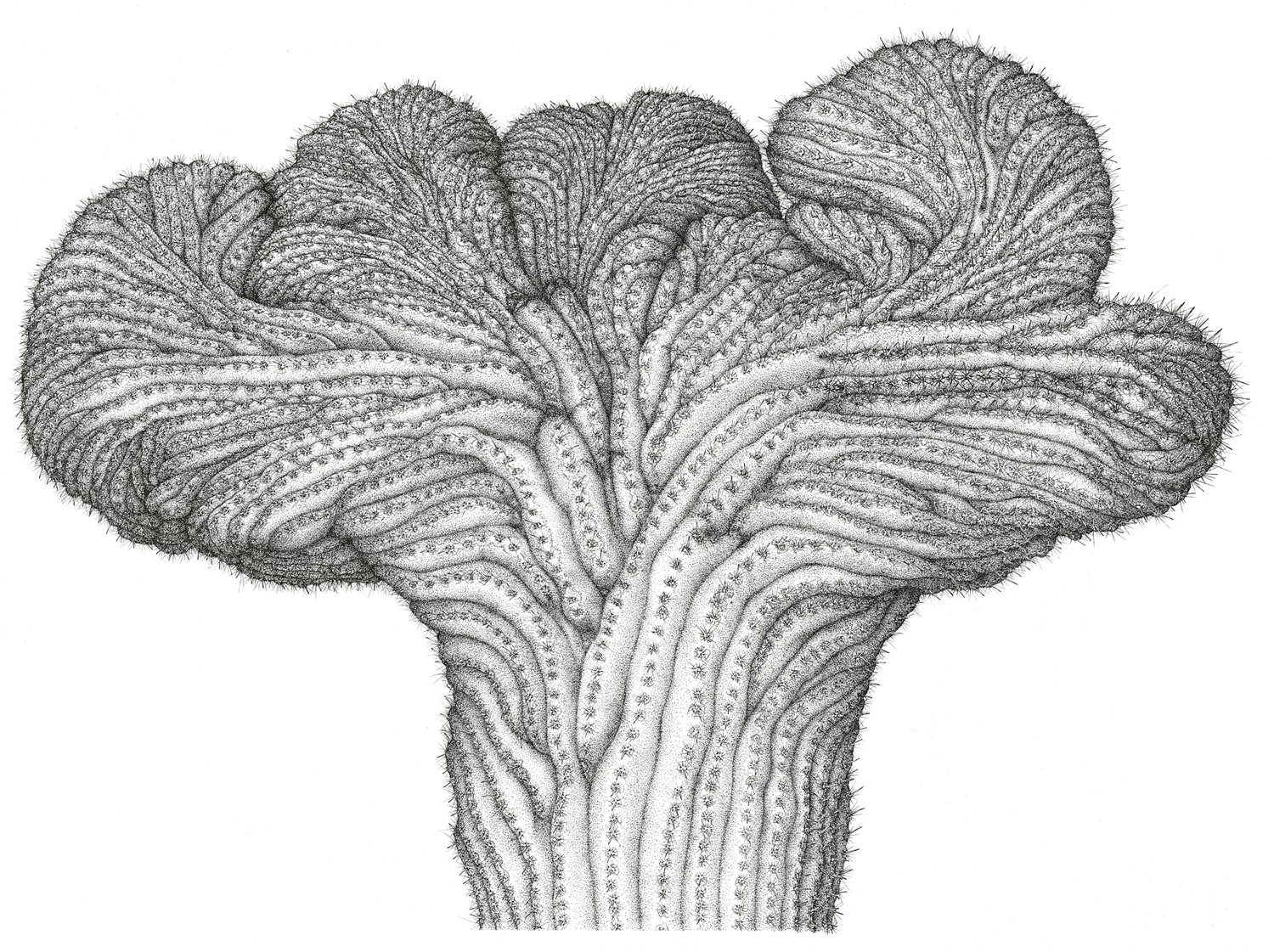 Crested Saguaro.jpg
