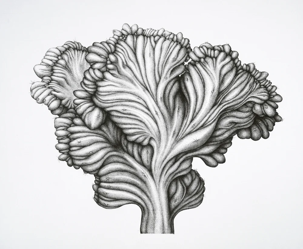 Crested myrtillo.jpg