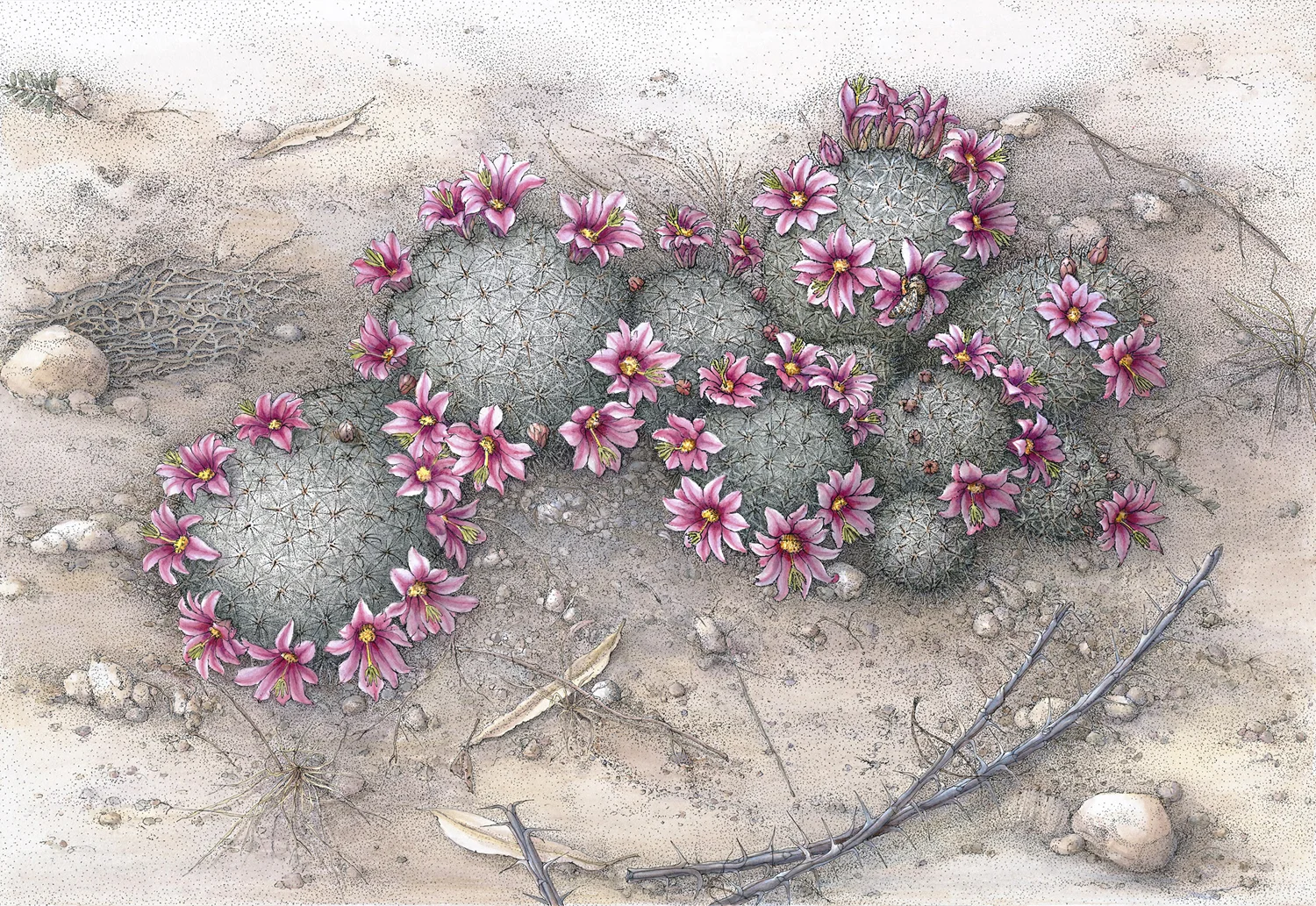 Mammillaria grahams.jpg