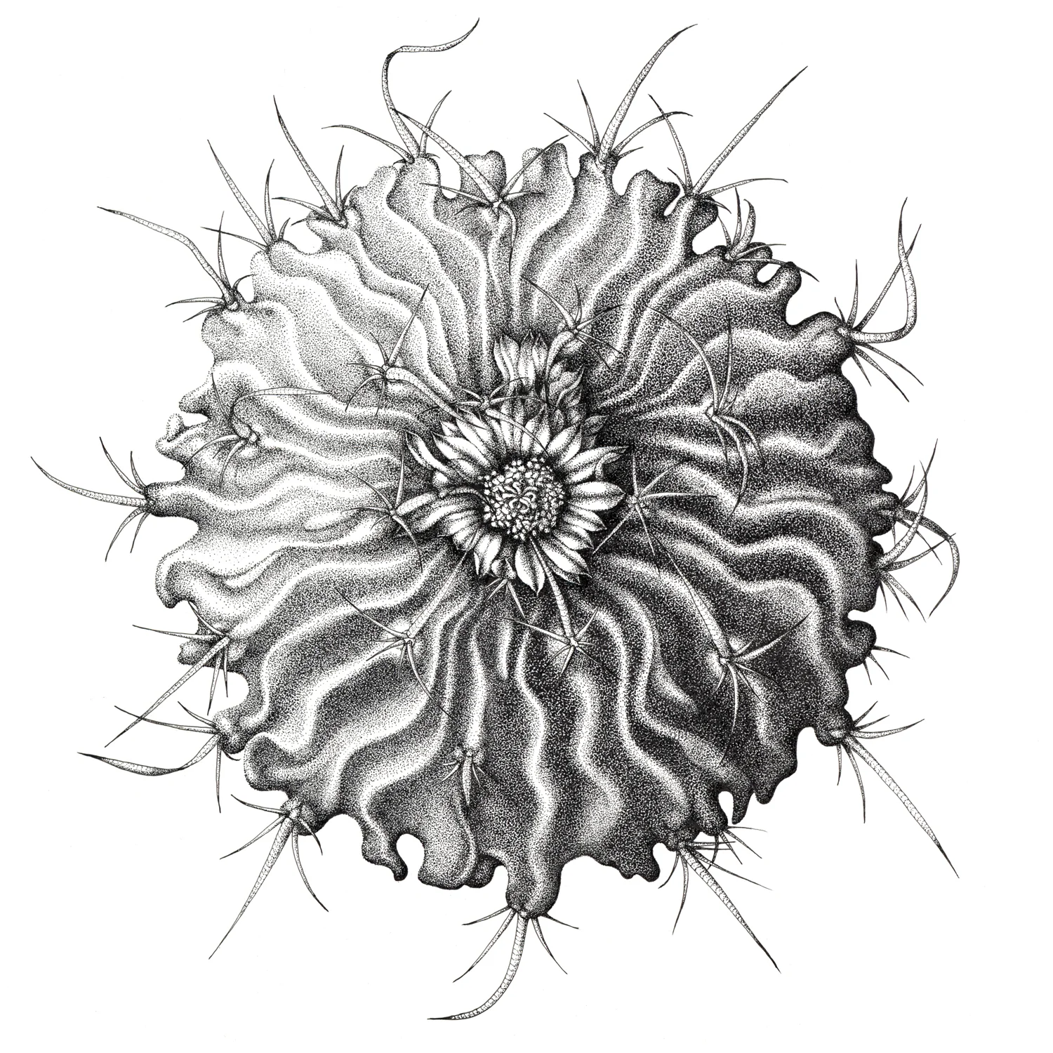 Stenocactus.jpg