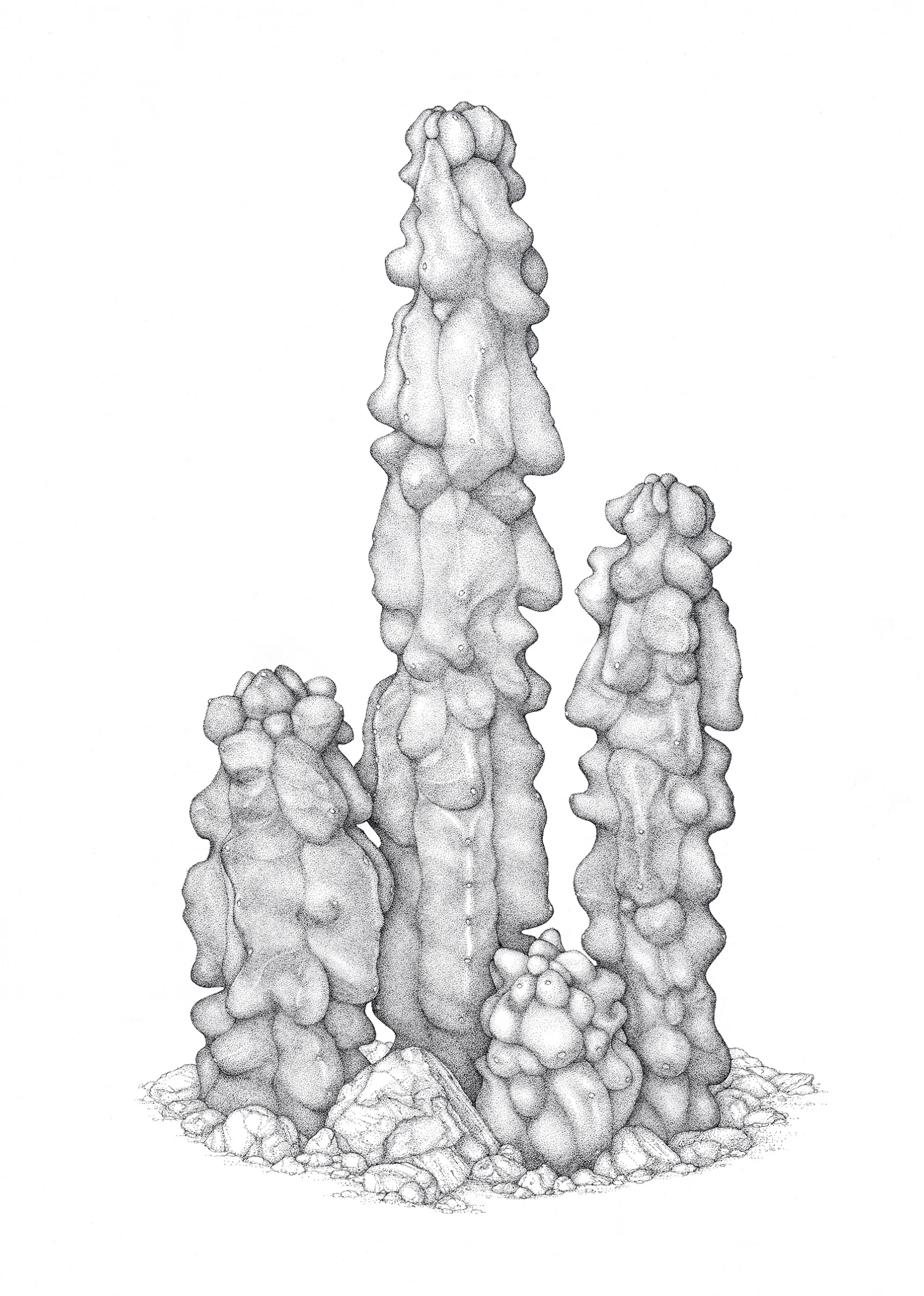 McGANN TOTEM POLE CACTUS.jpg