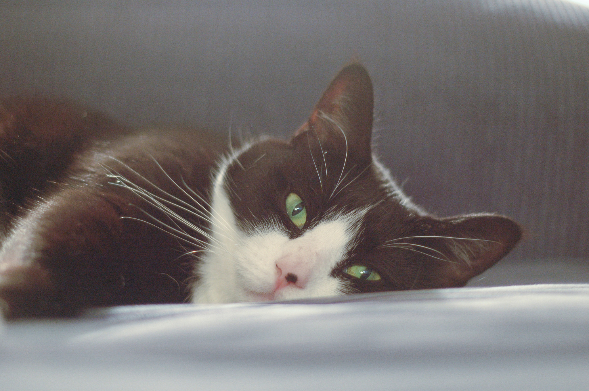 Black and white tuxedo cat with green eyes