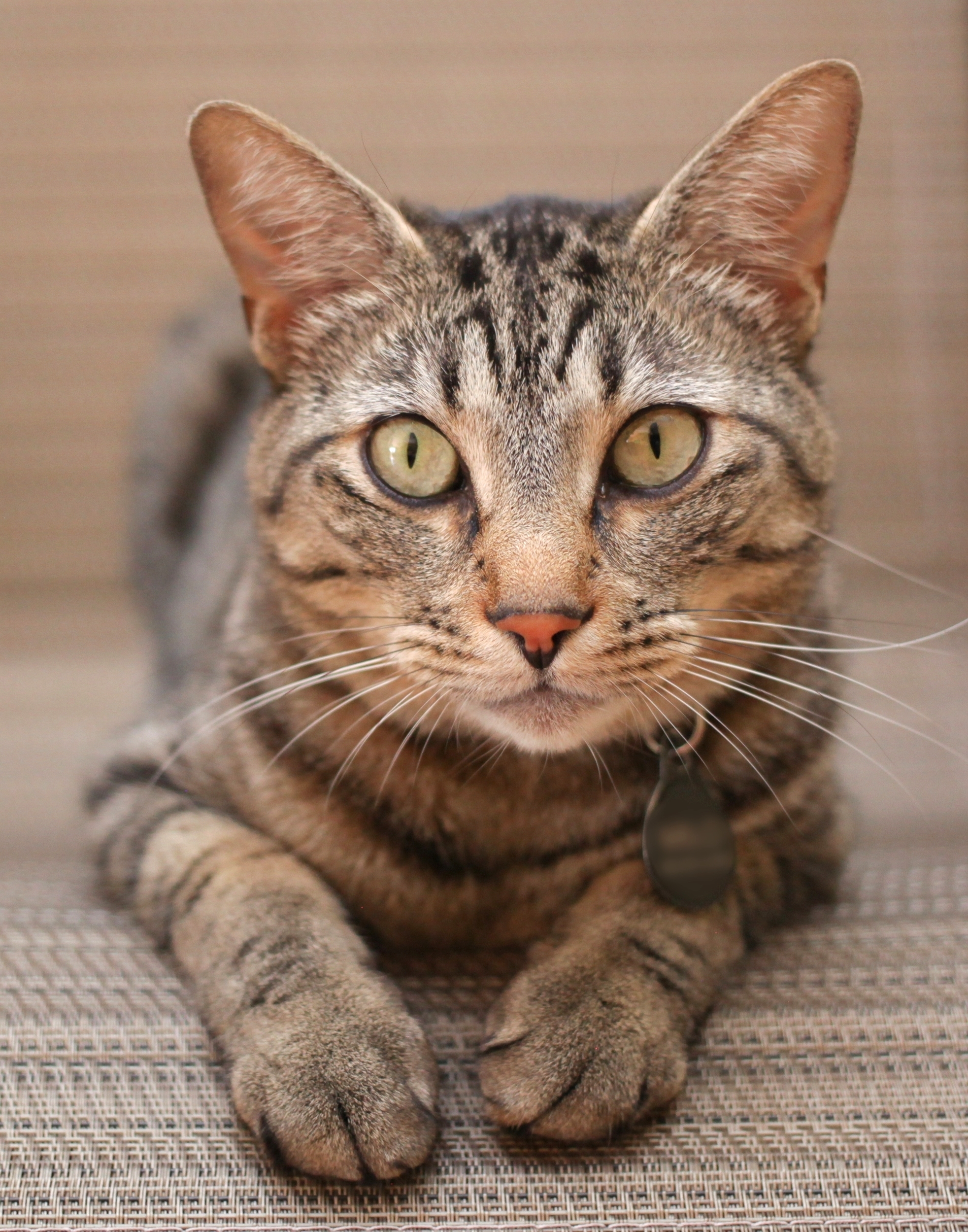 Tabby cat on a tan background