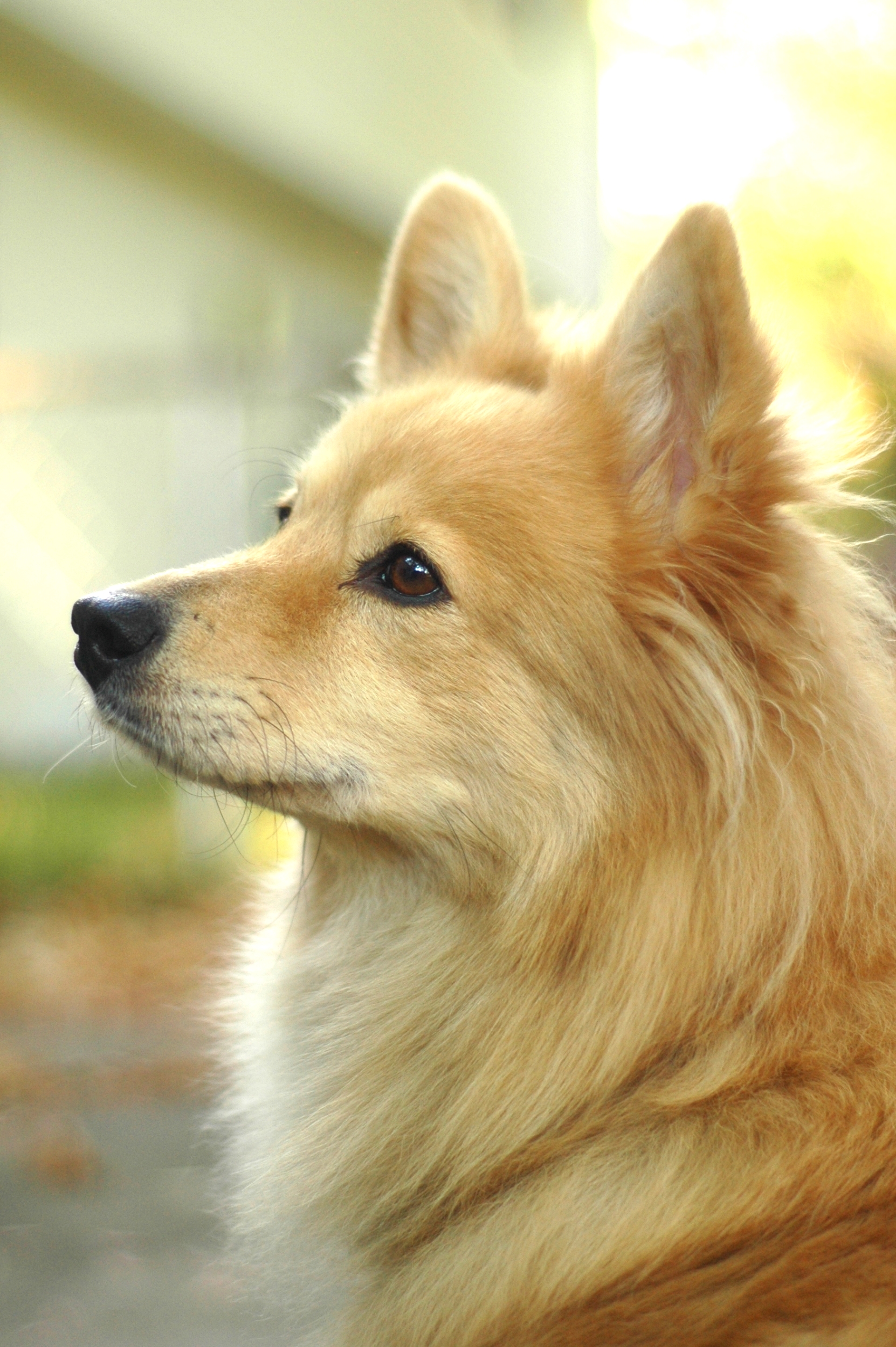 Tan long haired corgi with soft bokeh background