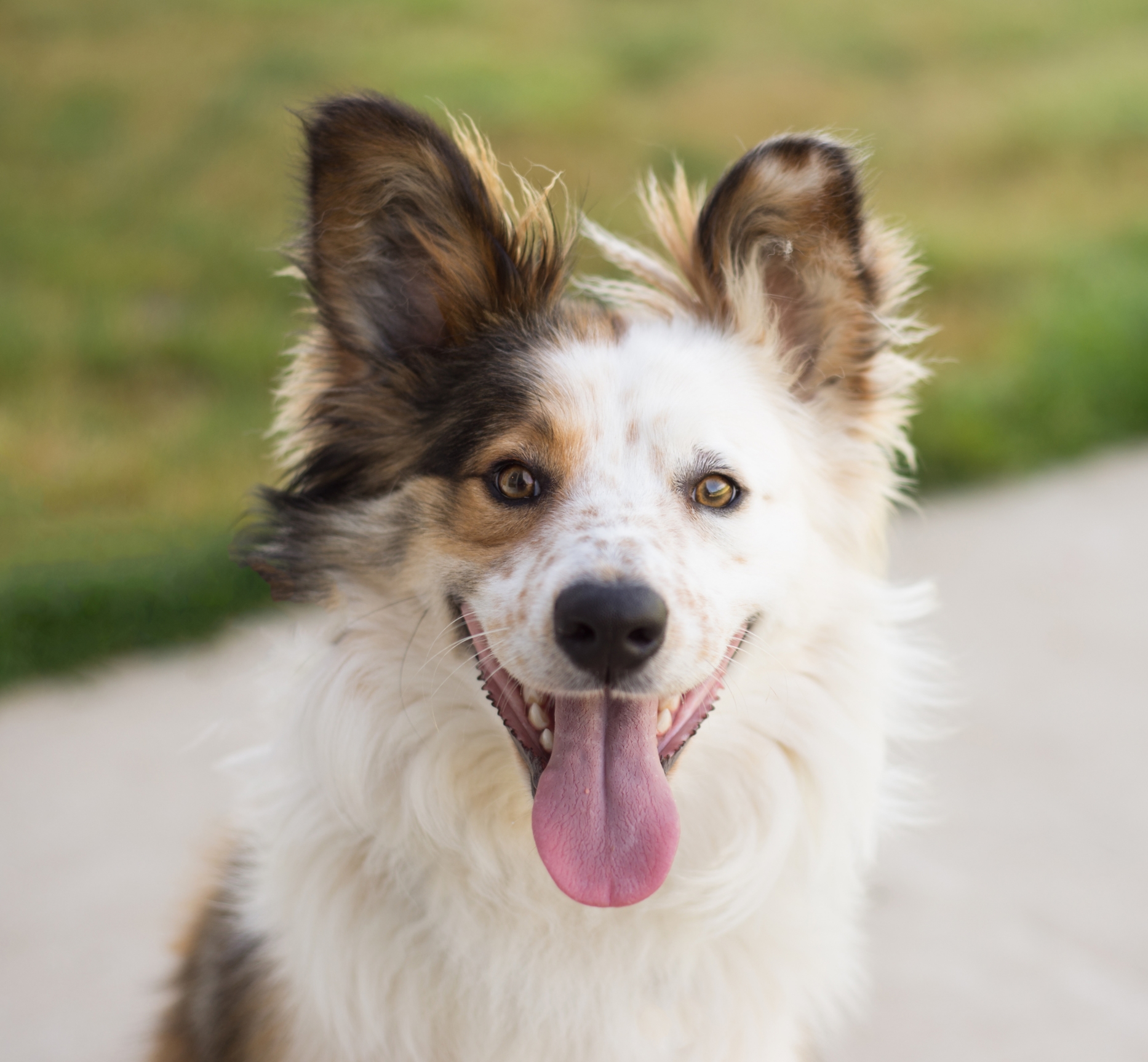 A441526- Buddy.jpg