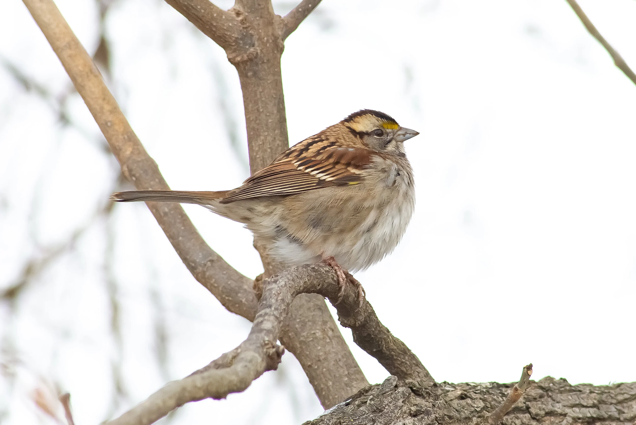 Sparrow-alexandria-va.jpg