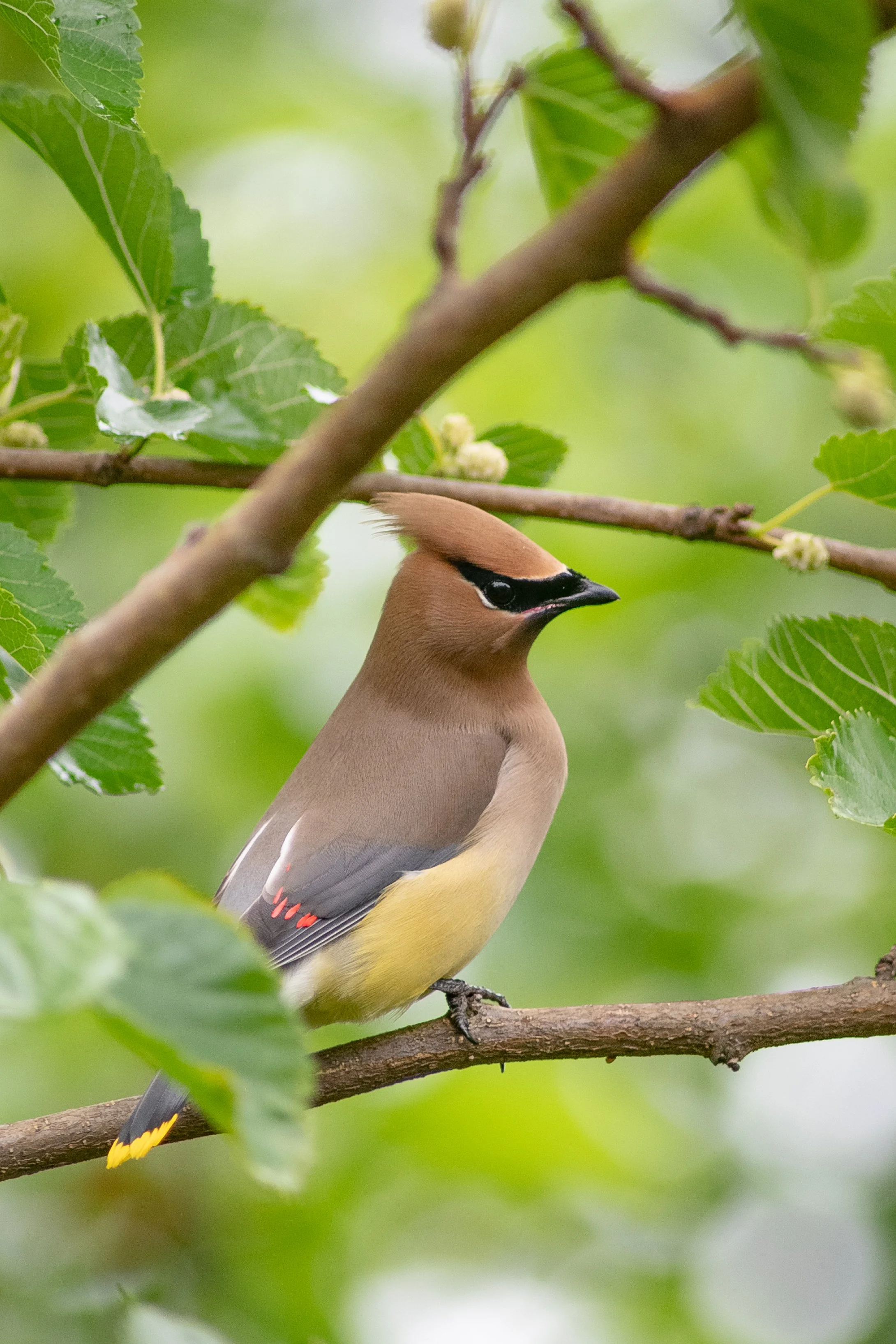 WaxwingAgain-11.jpg