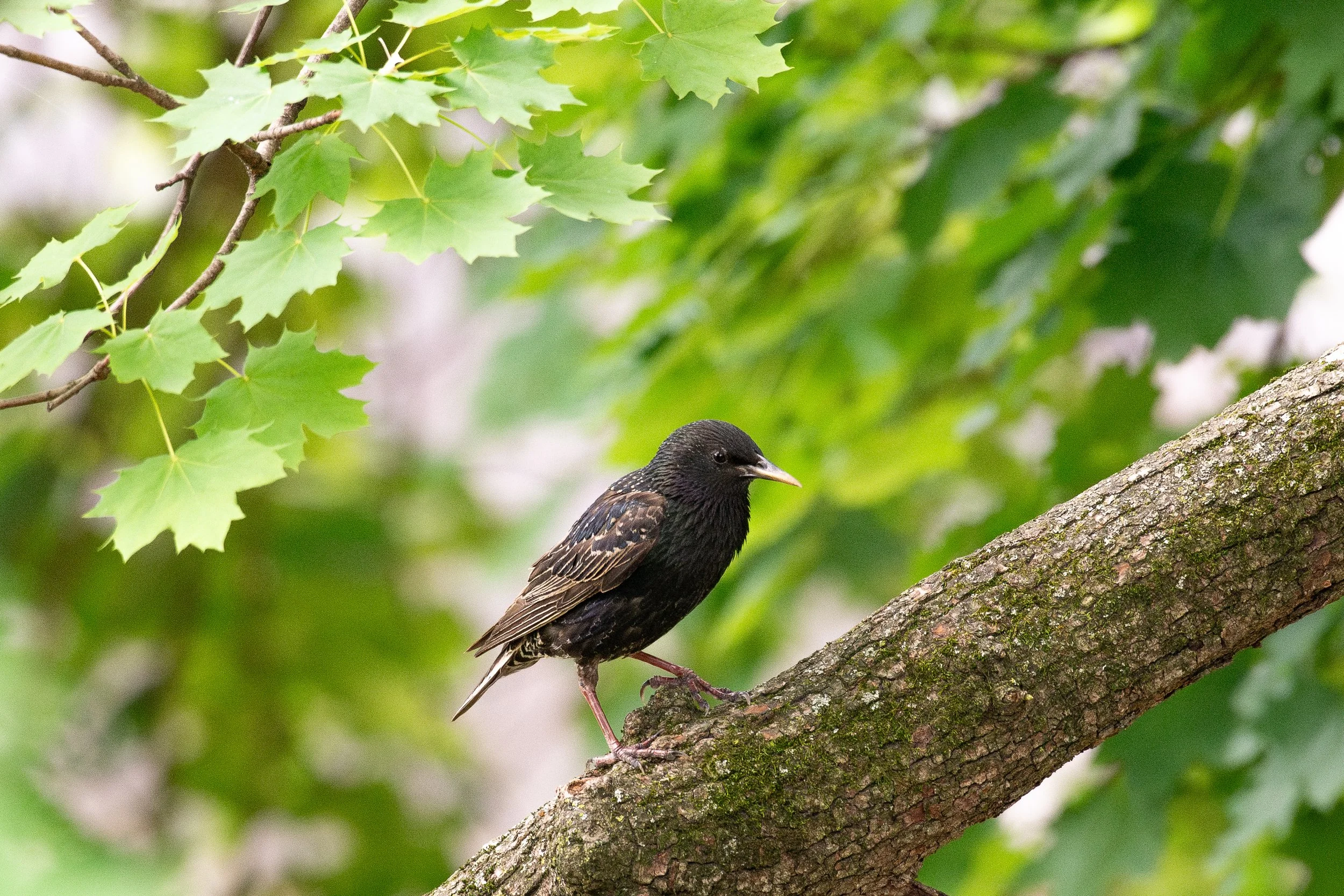 Starling.jpg
