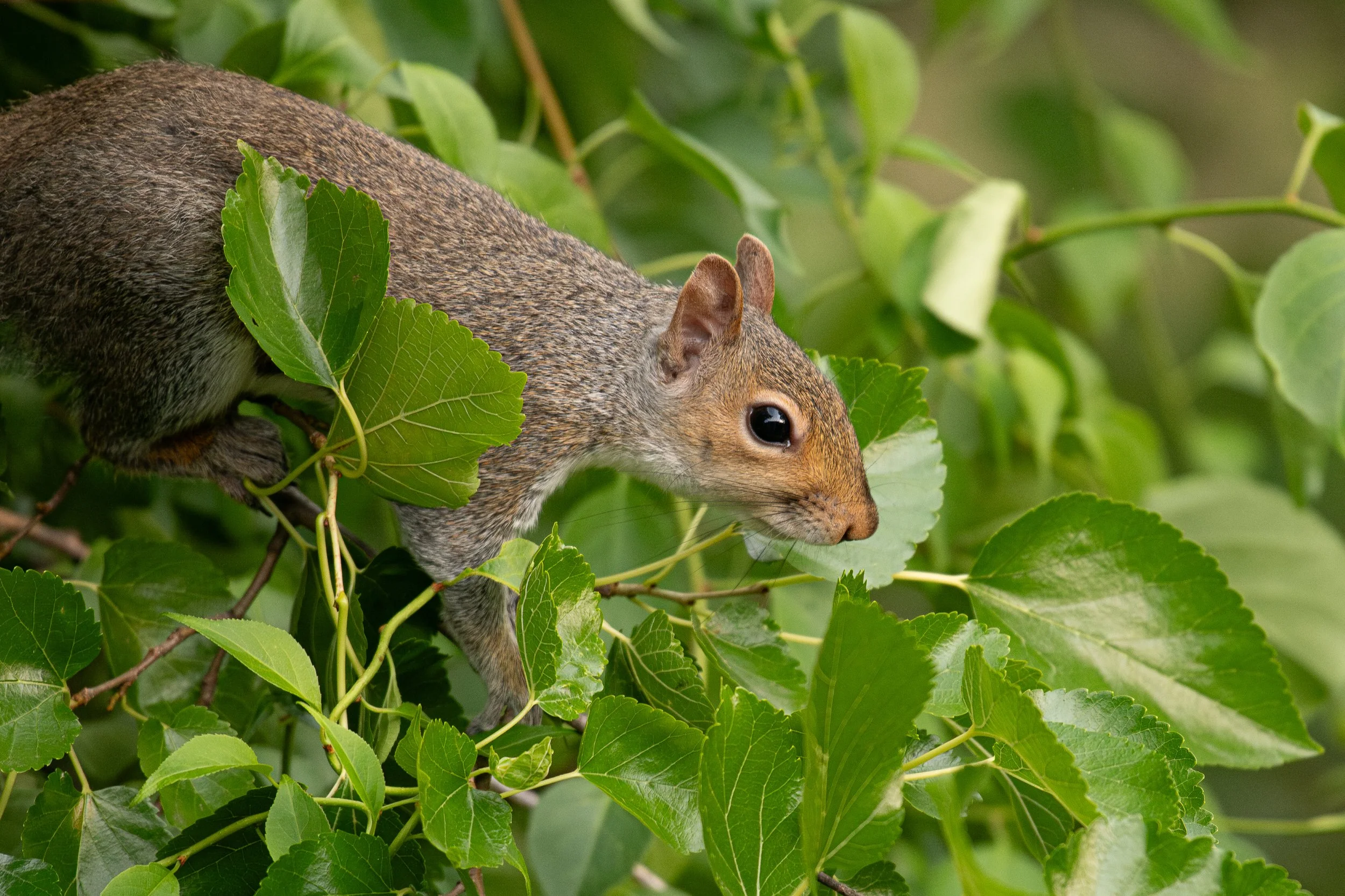Squirrel-2.jpg