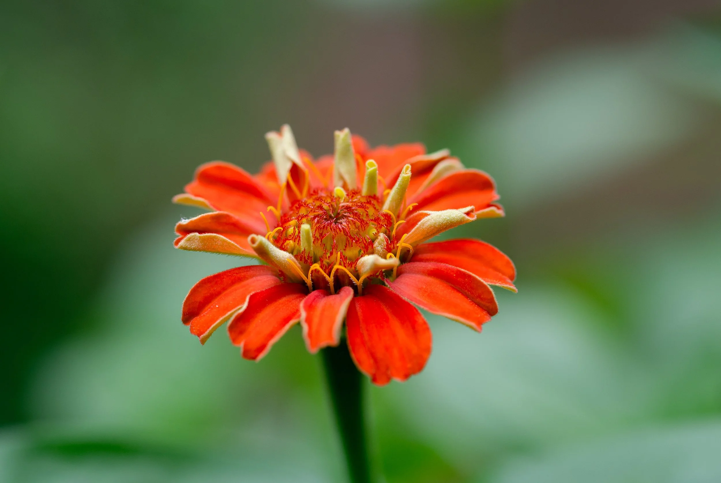 Zinnia.jpg