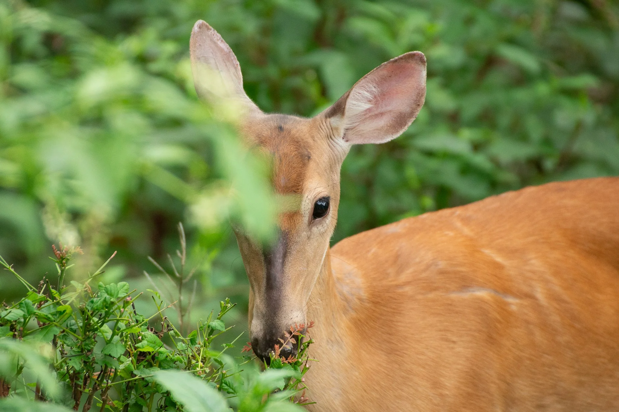 Deerses-12.jpg