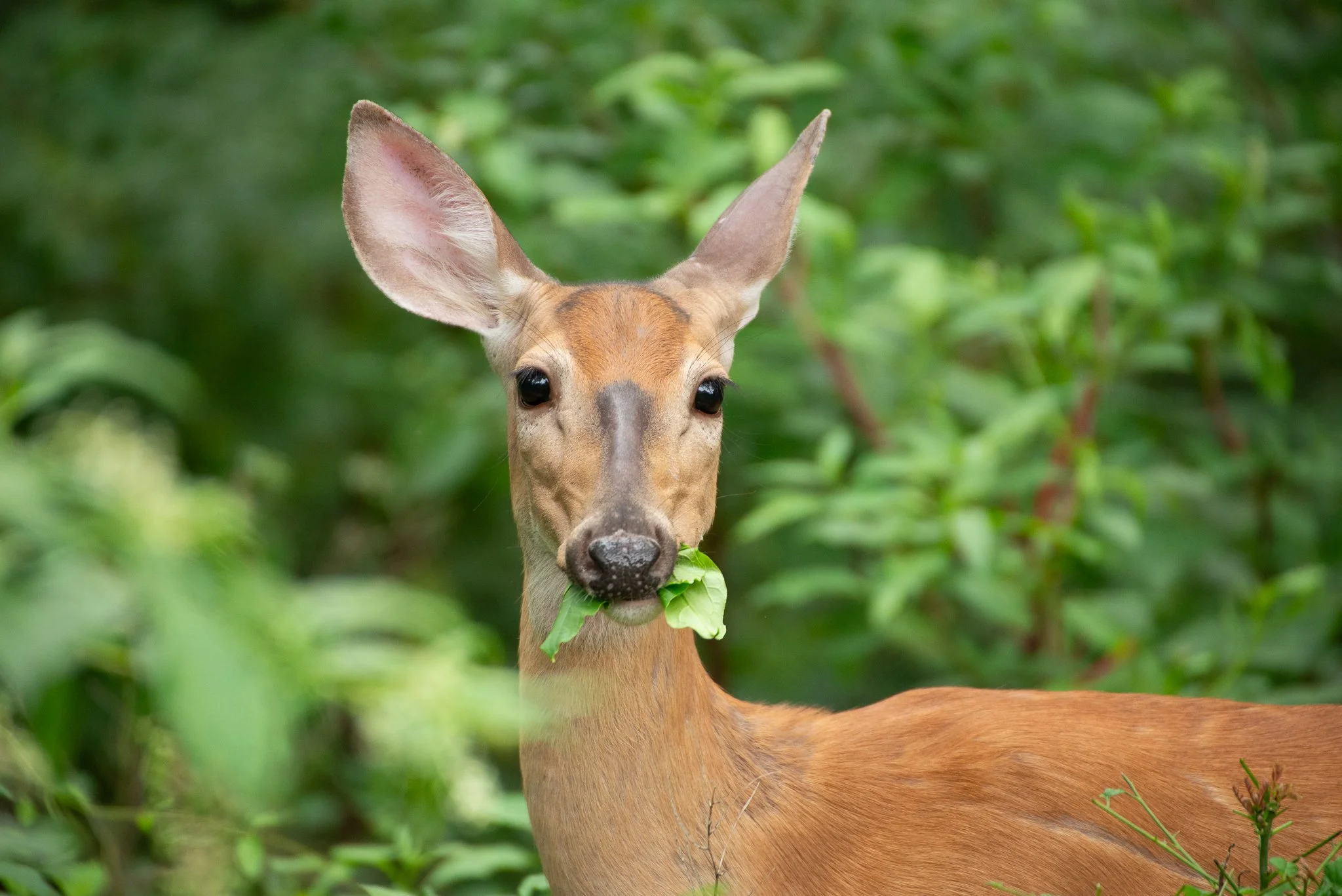 Deerses-9.jpg