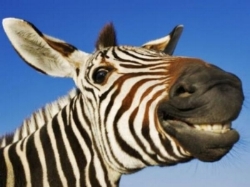 Photo Credit: https://thechive.files.wordpress.com/2015/04/try-not-to-smile-at-these-smiling-animals-34-photos-14.jpg?quality=85&strip=info&w=600