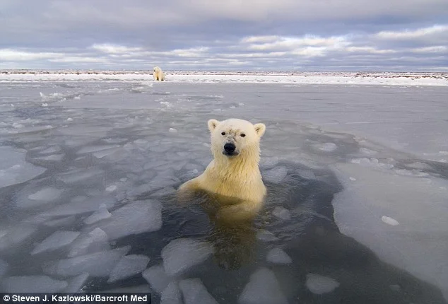 polar bear.jpg