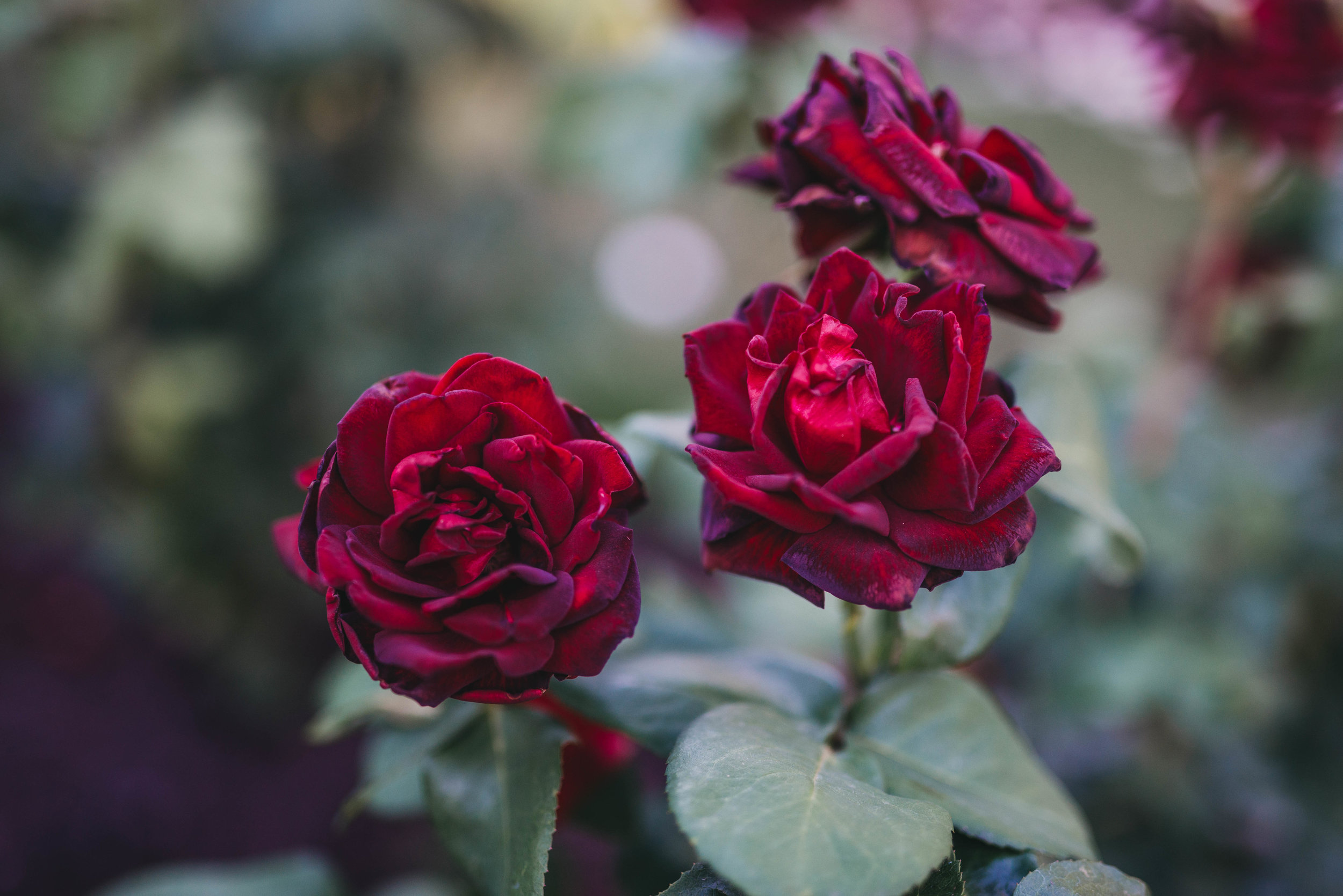 DSC_3199.jpg