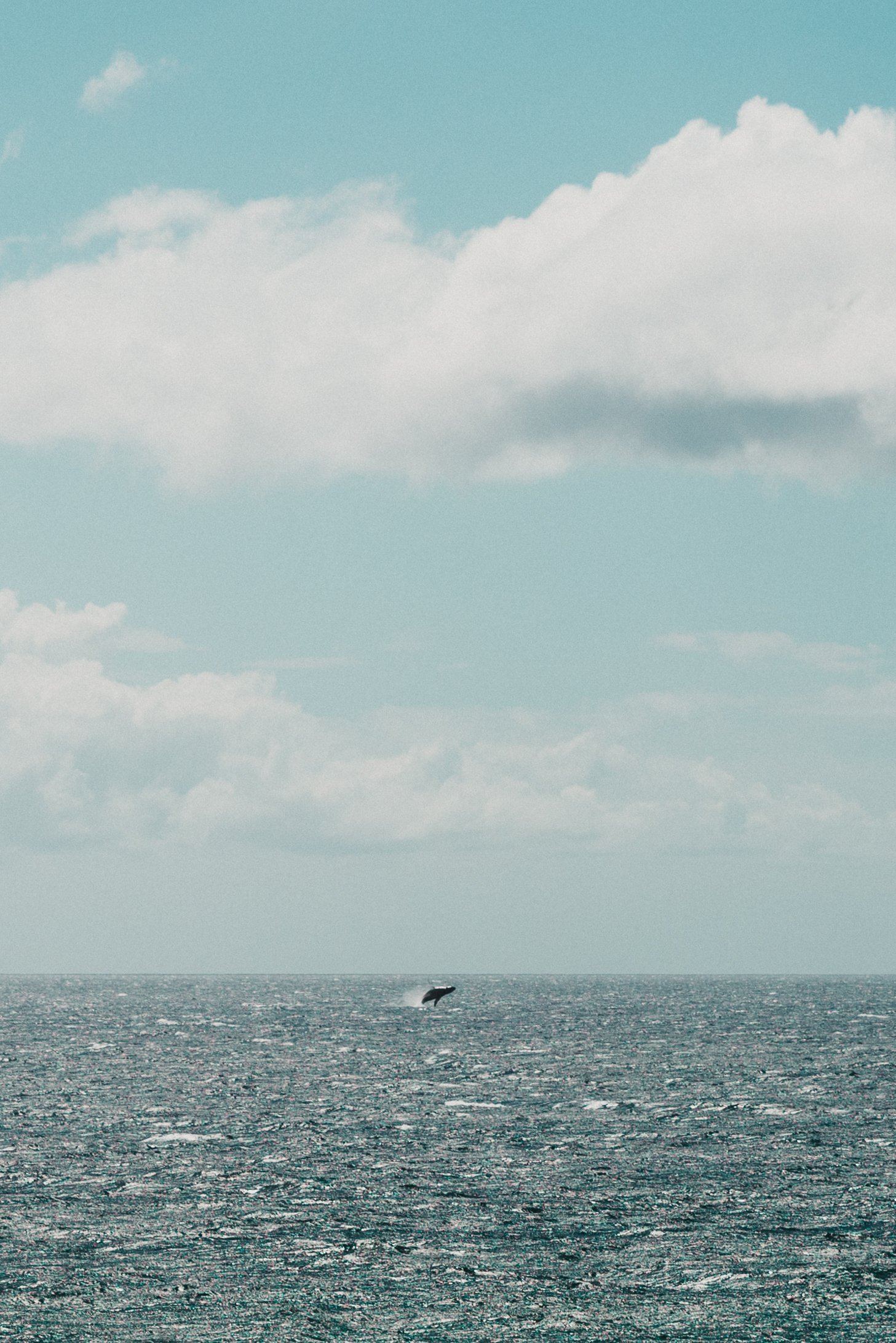DSC_4518-2.jpg
