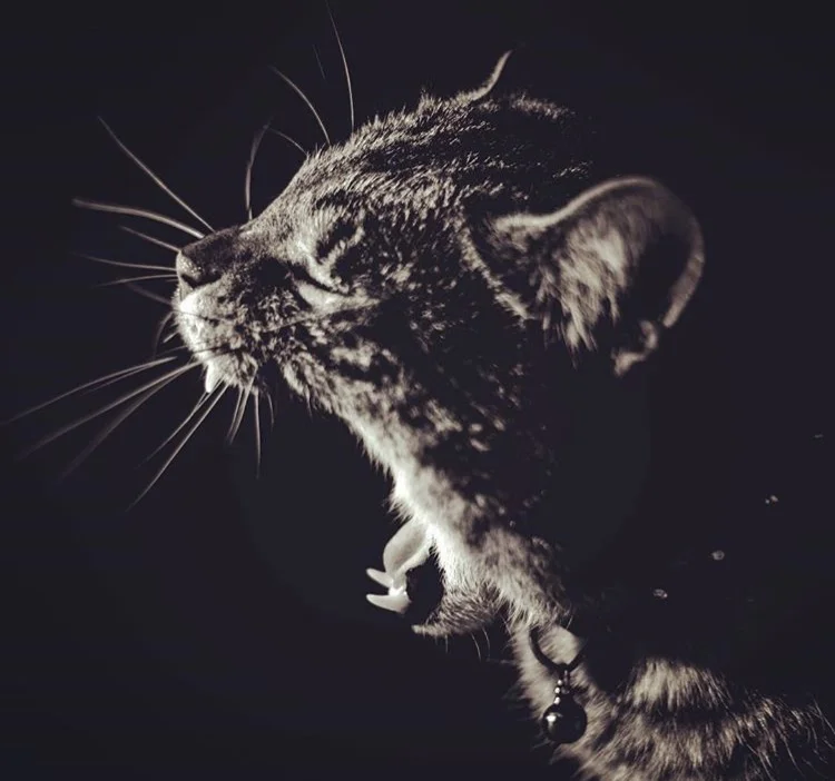 yawning cat.jpg