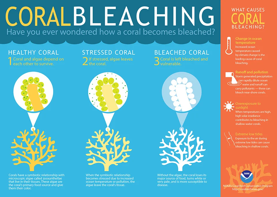 Steps toward death. Credit: http://oceanservice.noaa.gov/facts/coral_bleach.html