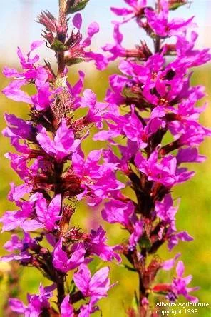 purpleloosestrife.jpg