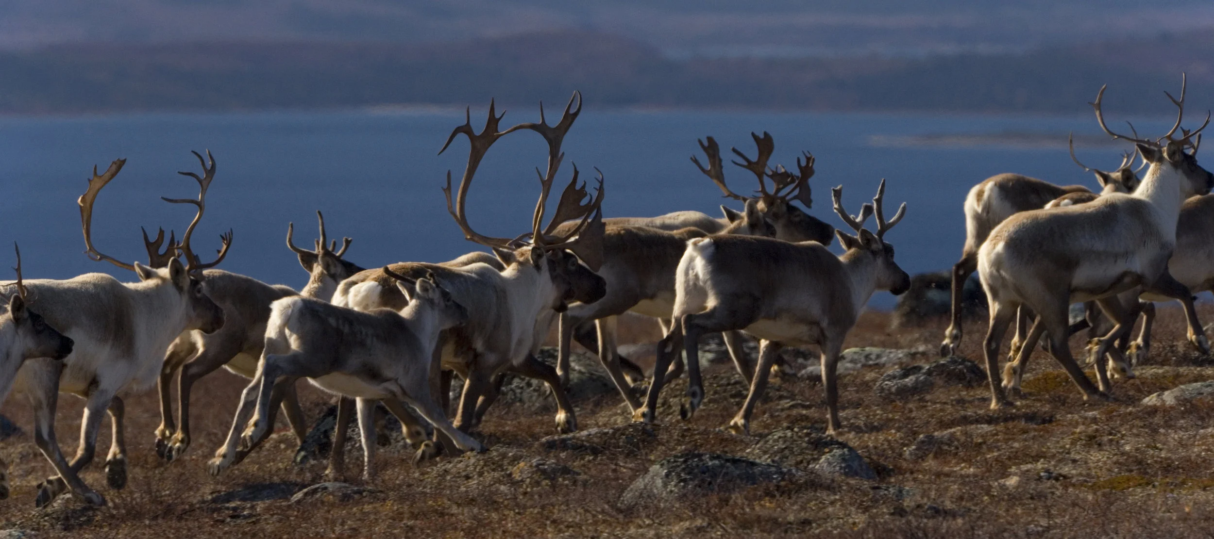 Image courtesy of WWF Canada.