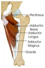 Groin Blog anatomy.jpg