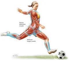 groin pull pic 2.jpg