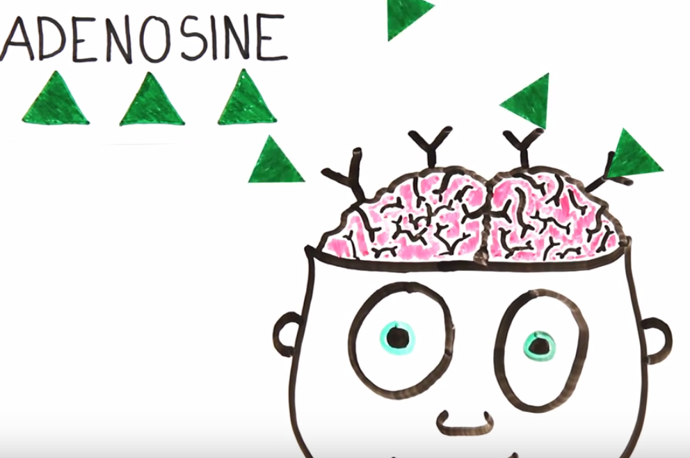 Slowly throughout the day, the body produces more Adenosine and it binds in the brain